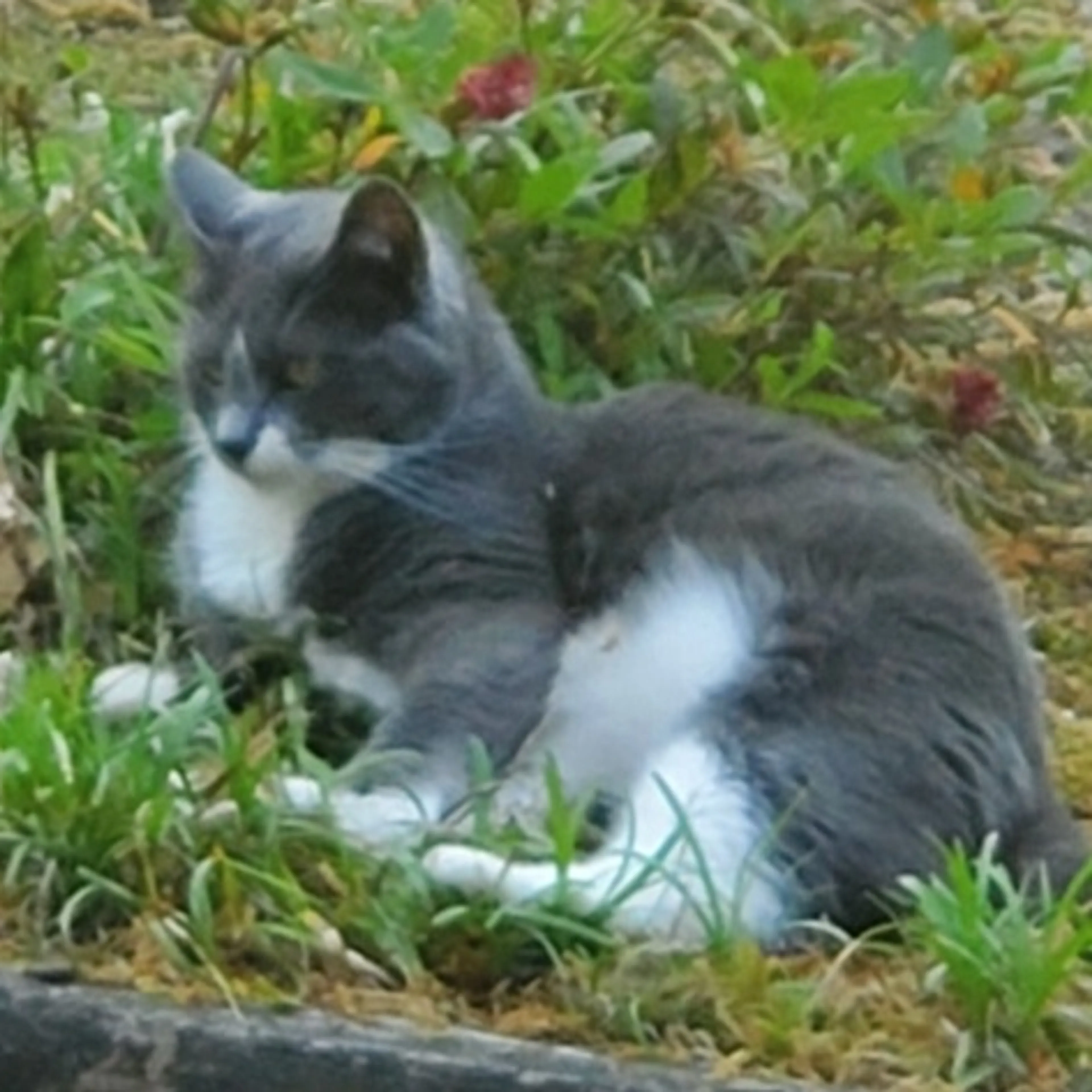 cdn image
