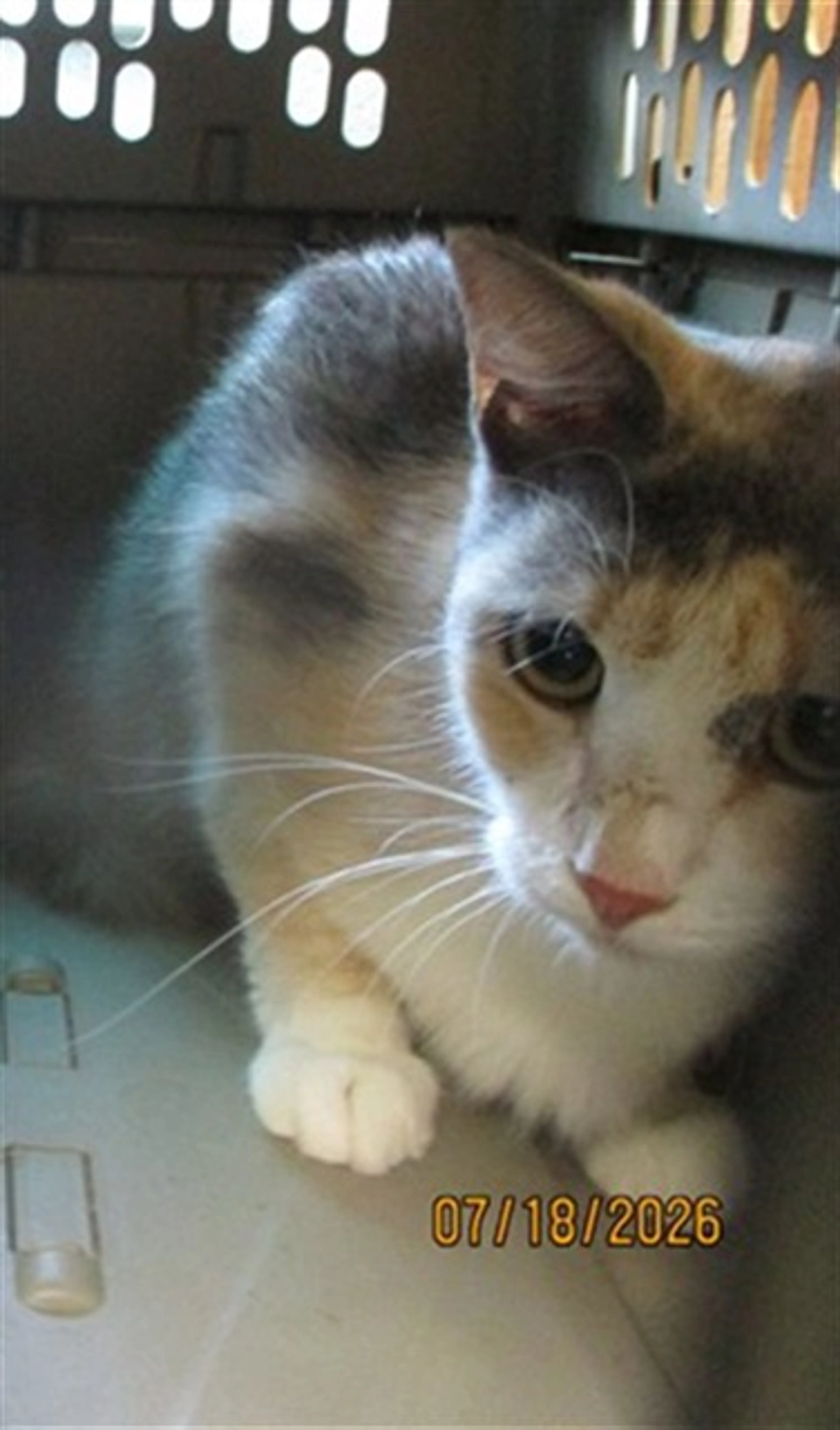 cdn image