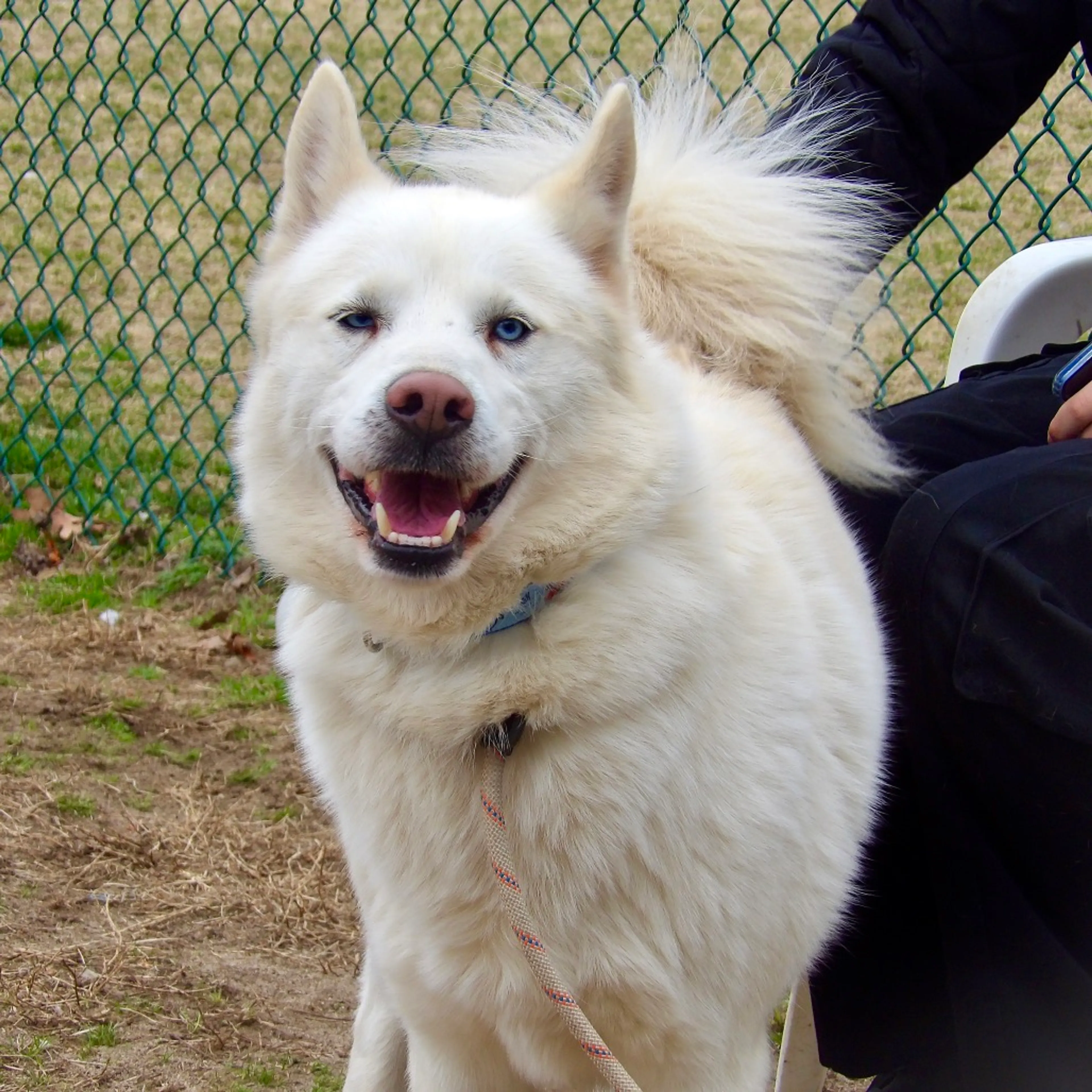 cdn image
