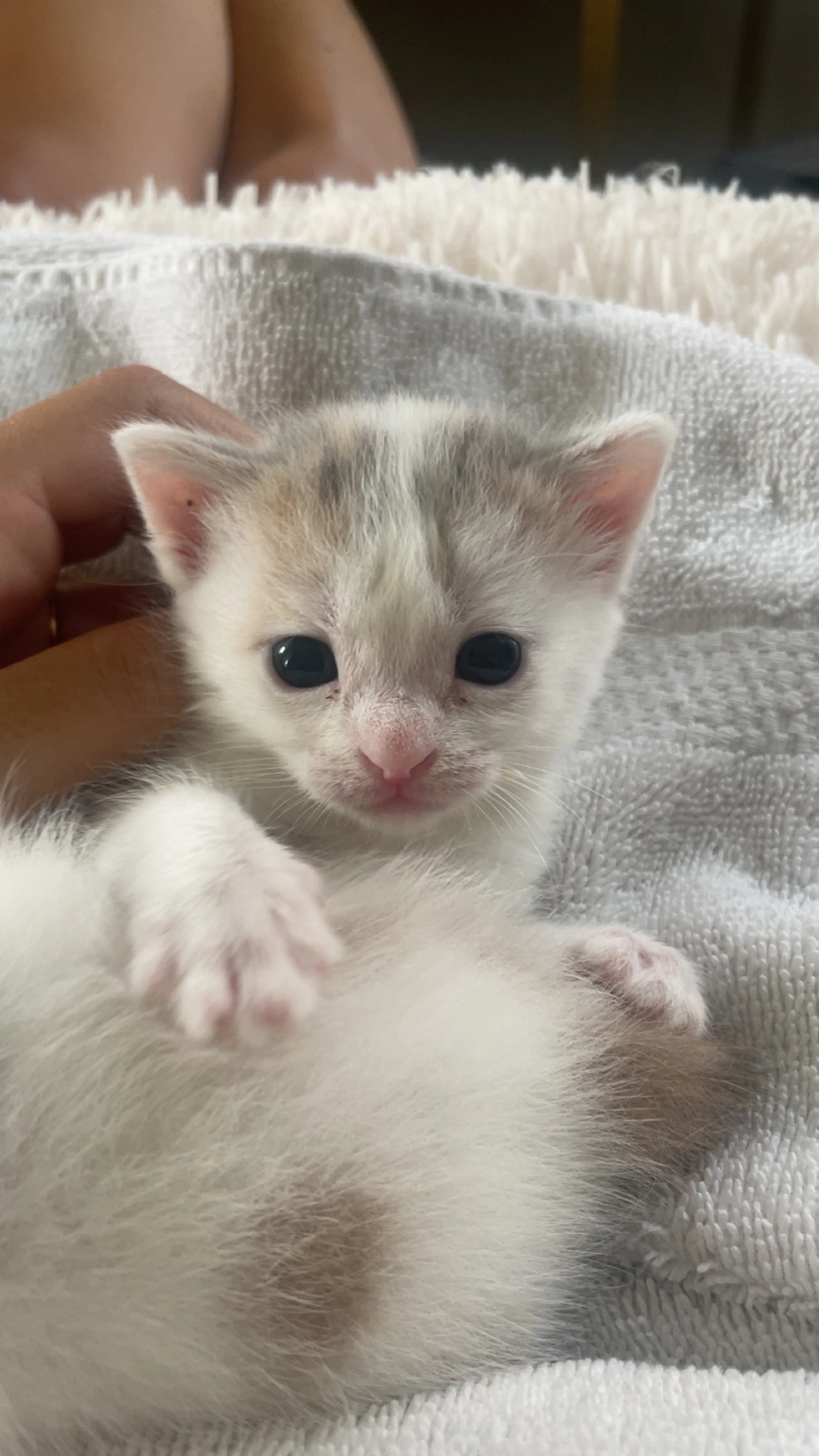 cdn image