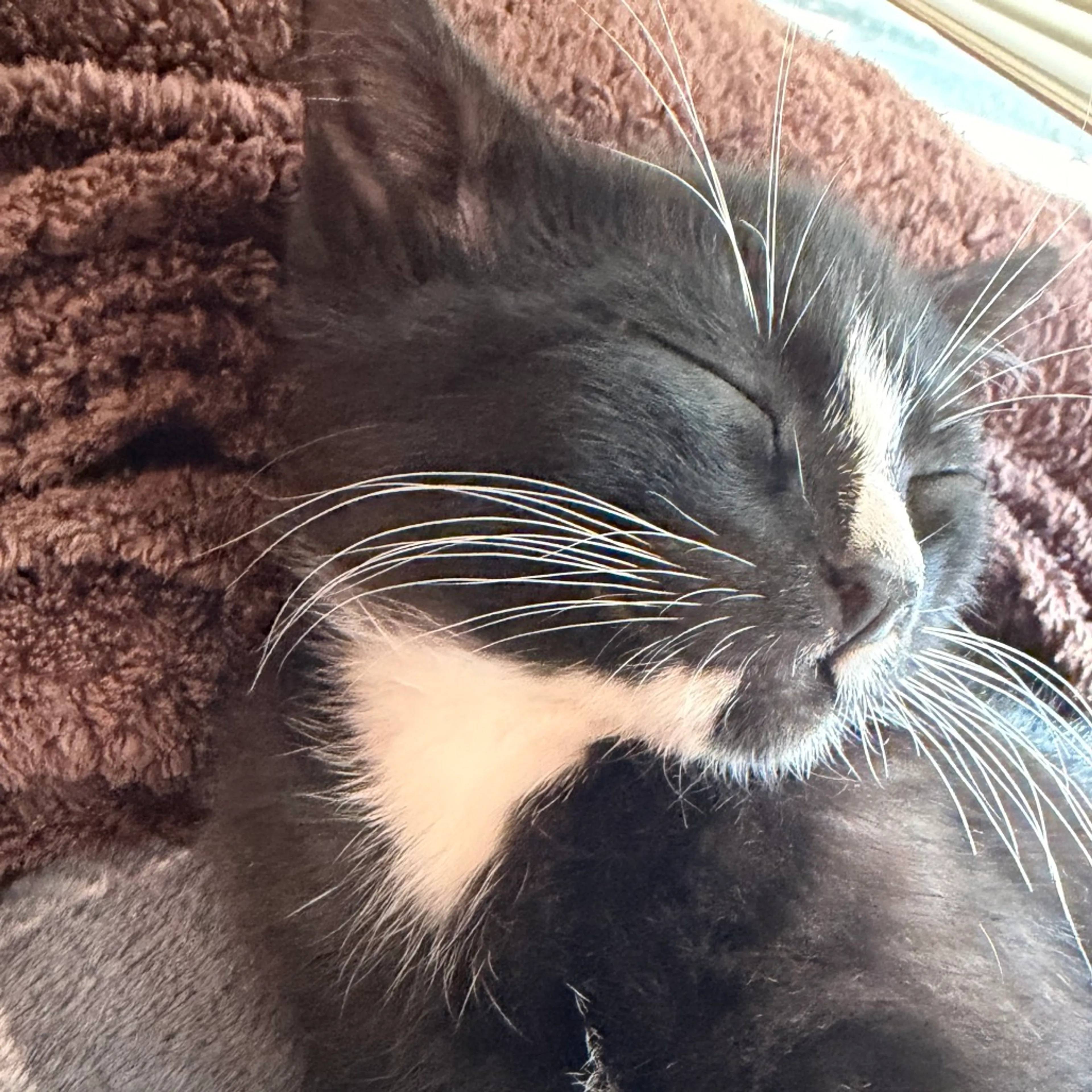 cdn image