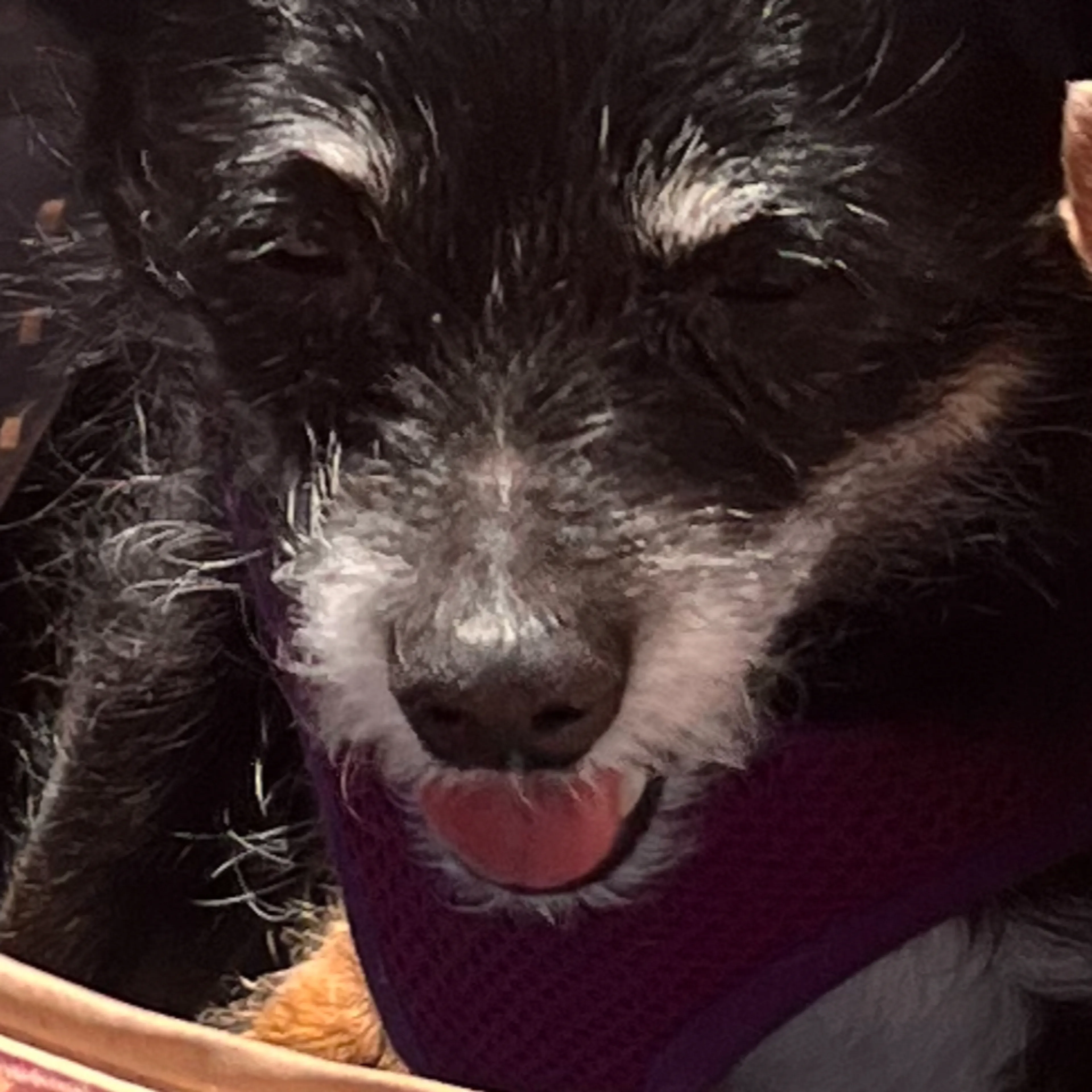 cdn image