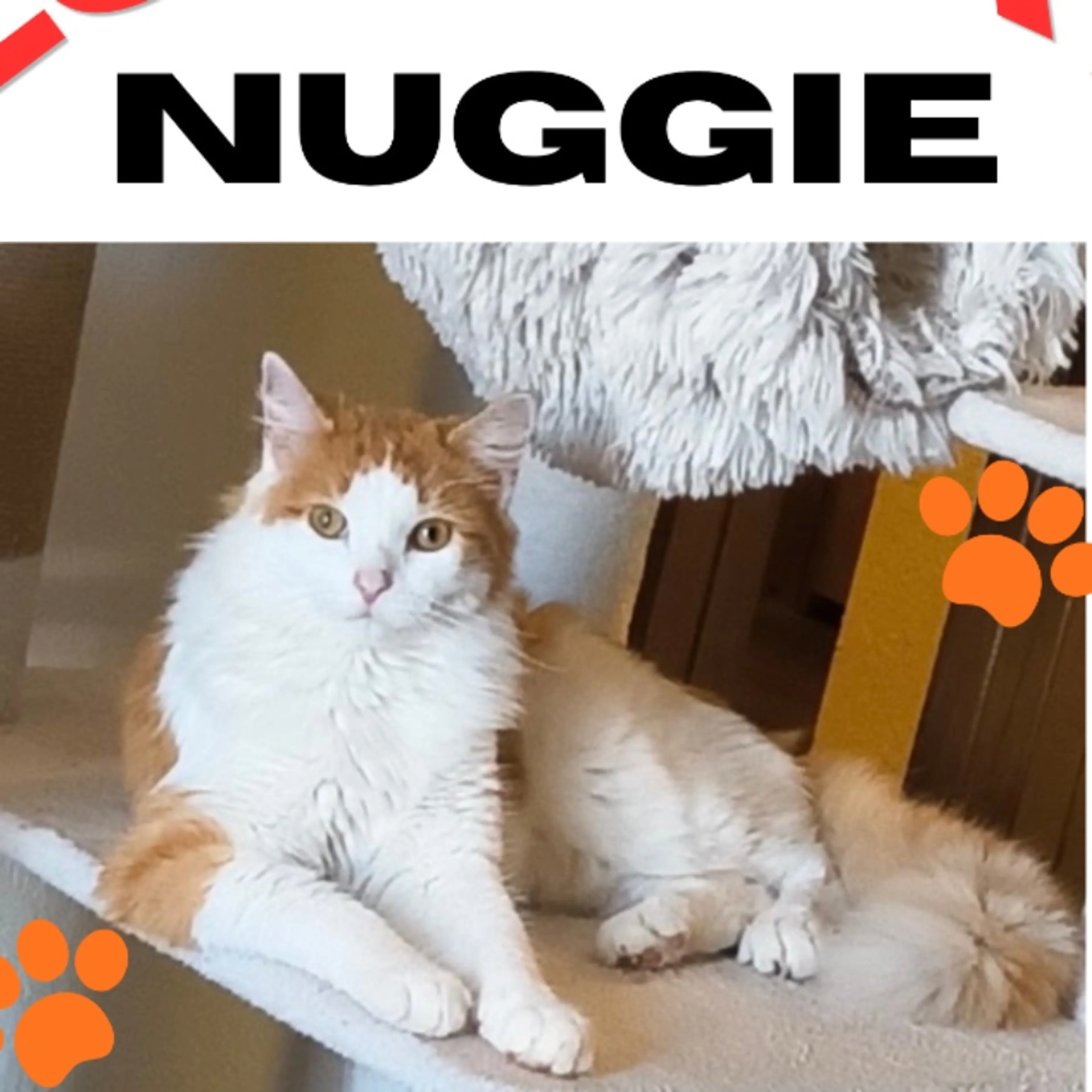 cdn image