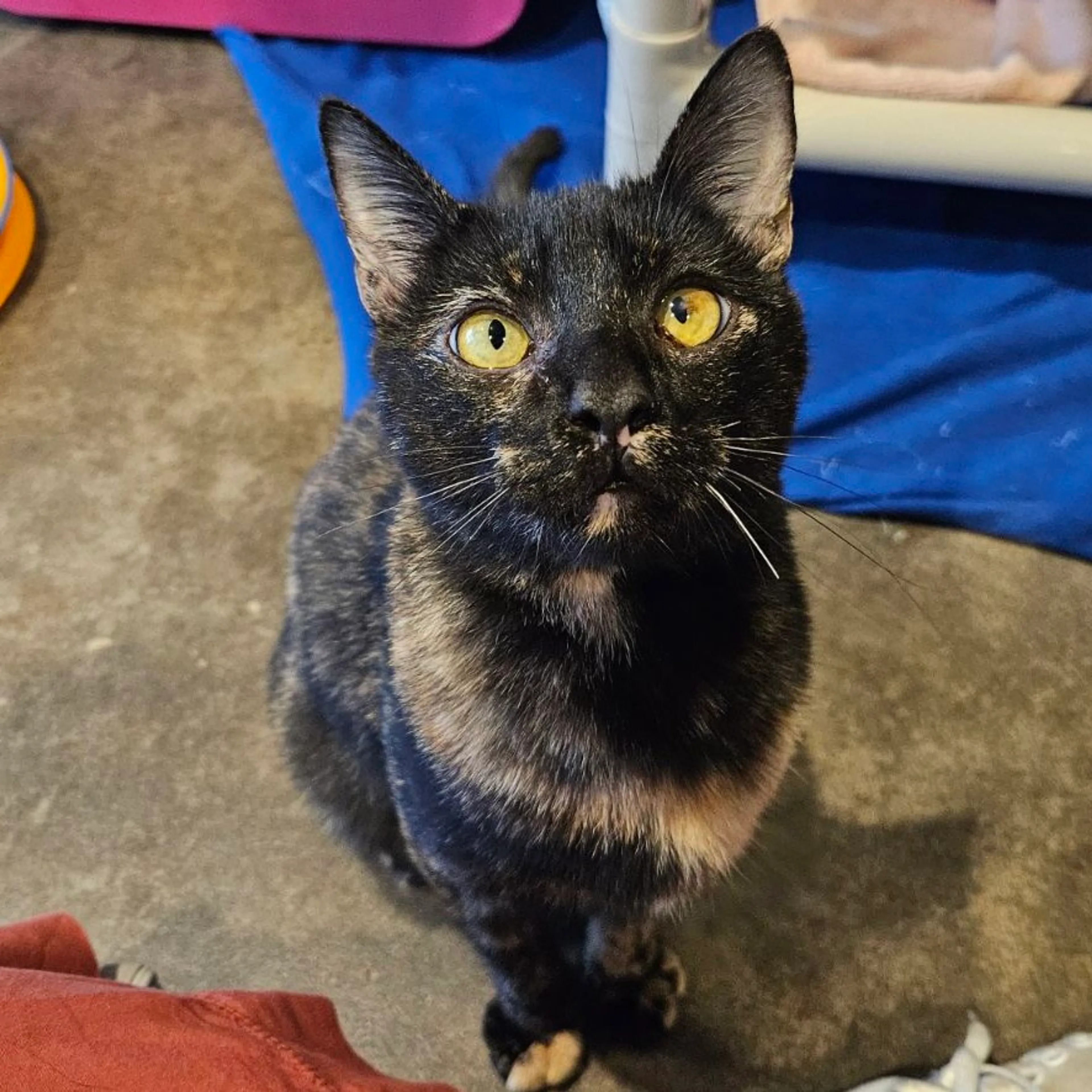 cdn image