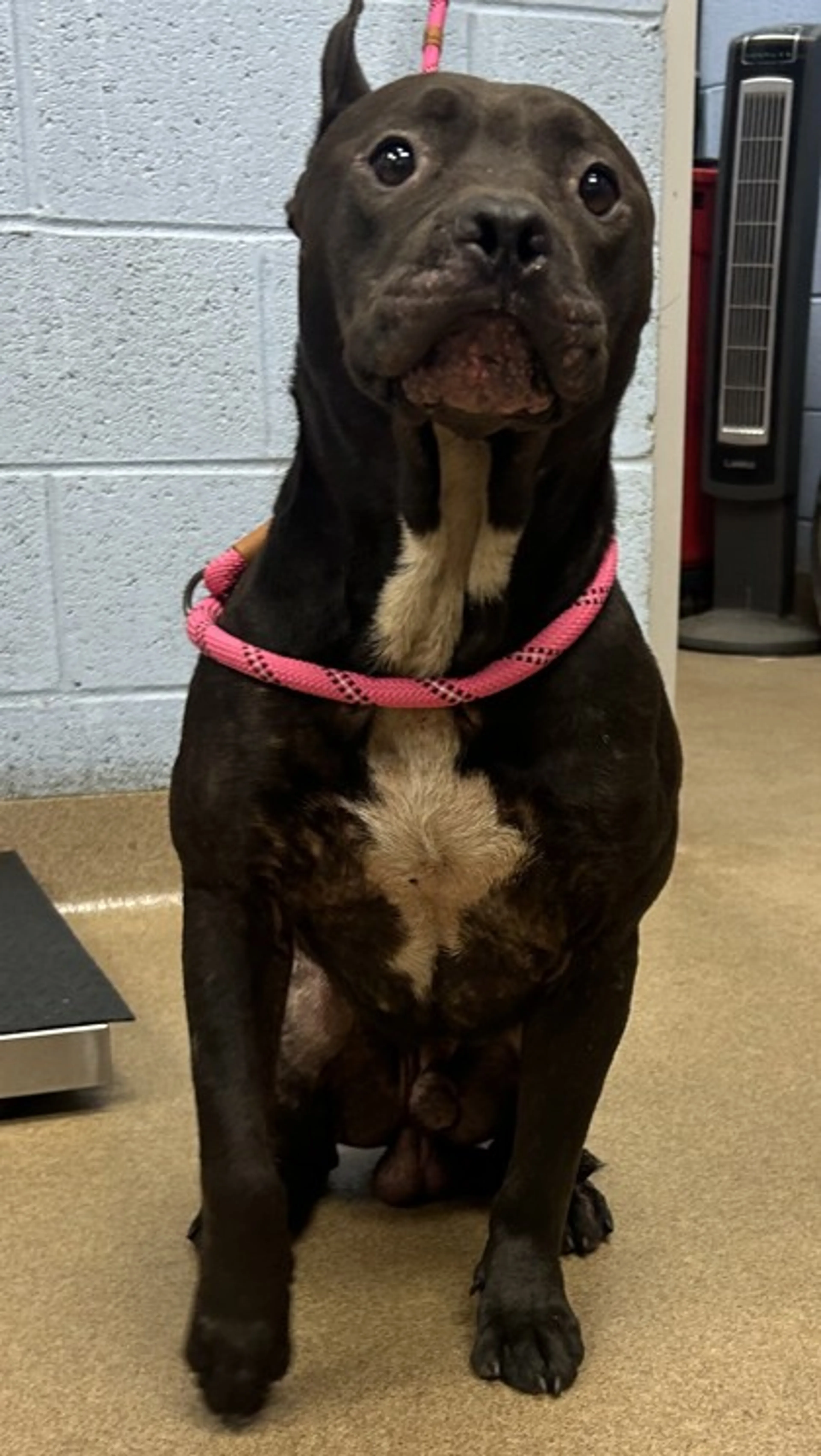 cdn image