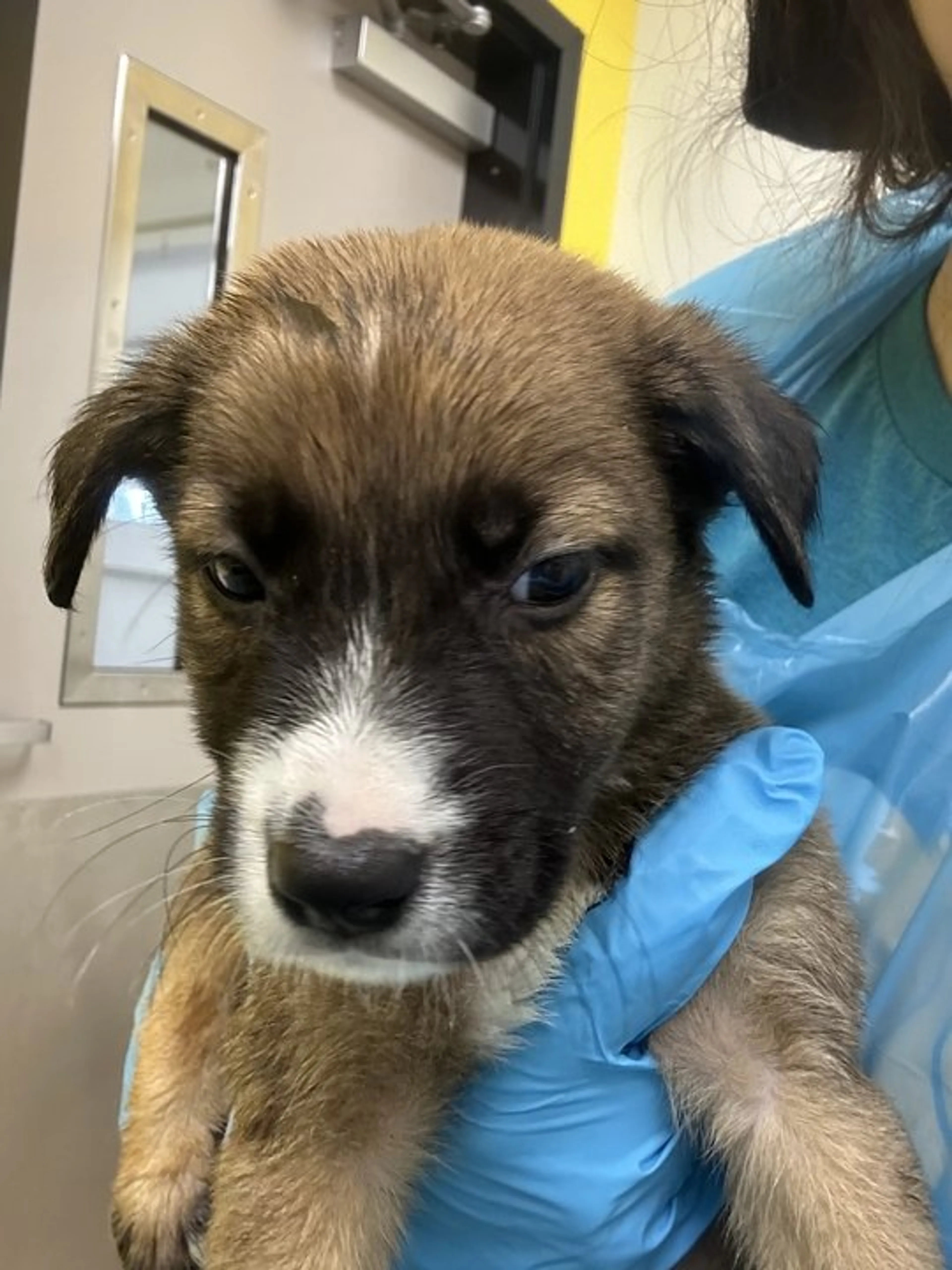 cdn image