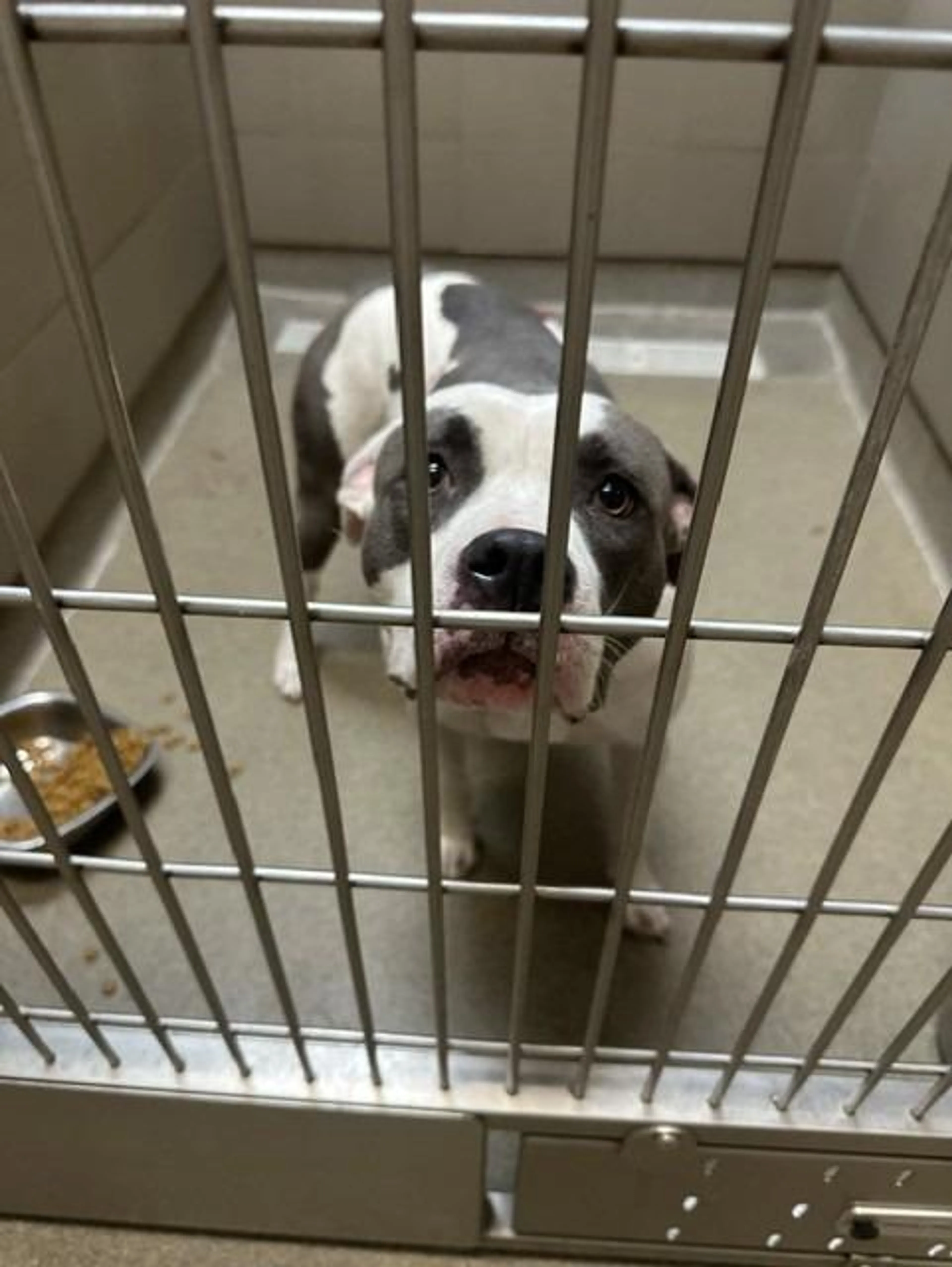 cdn image