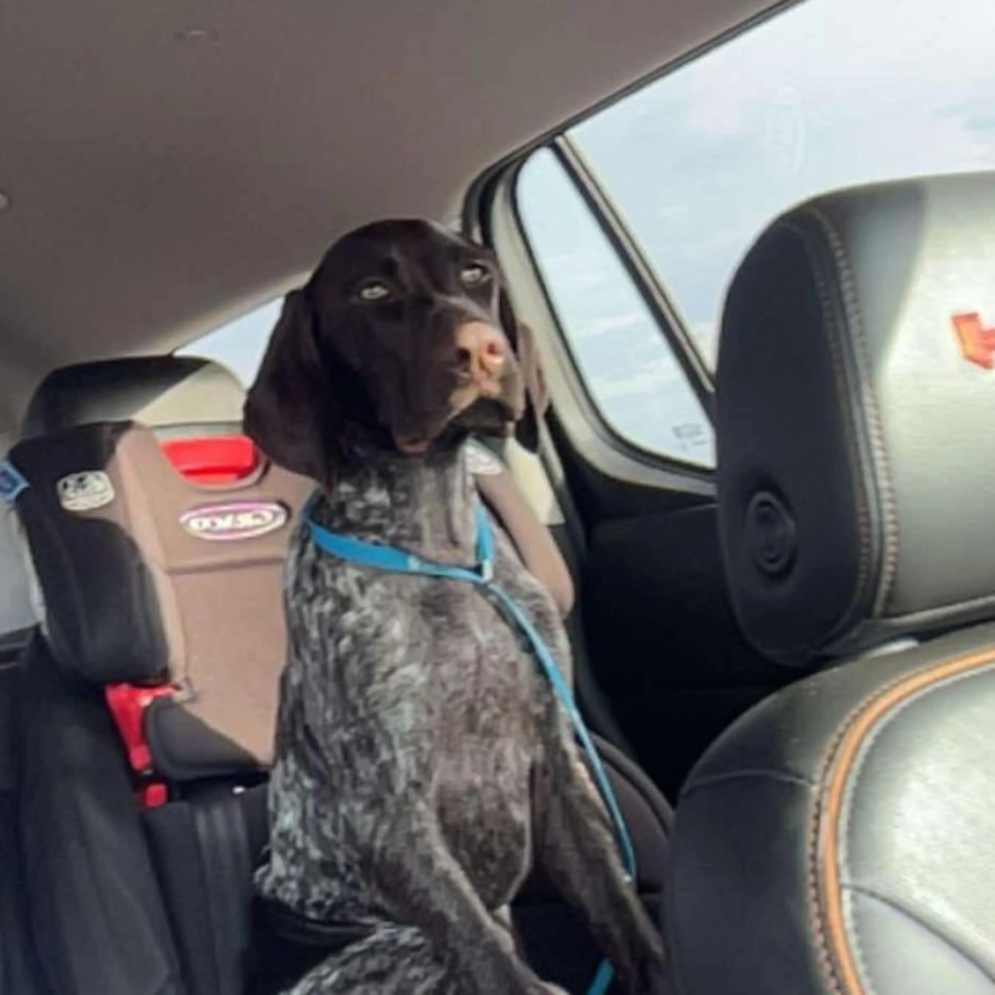 cdn image