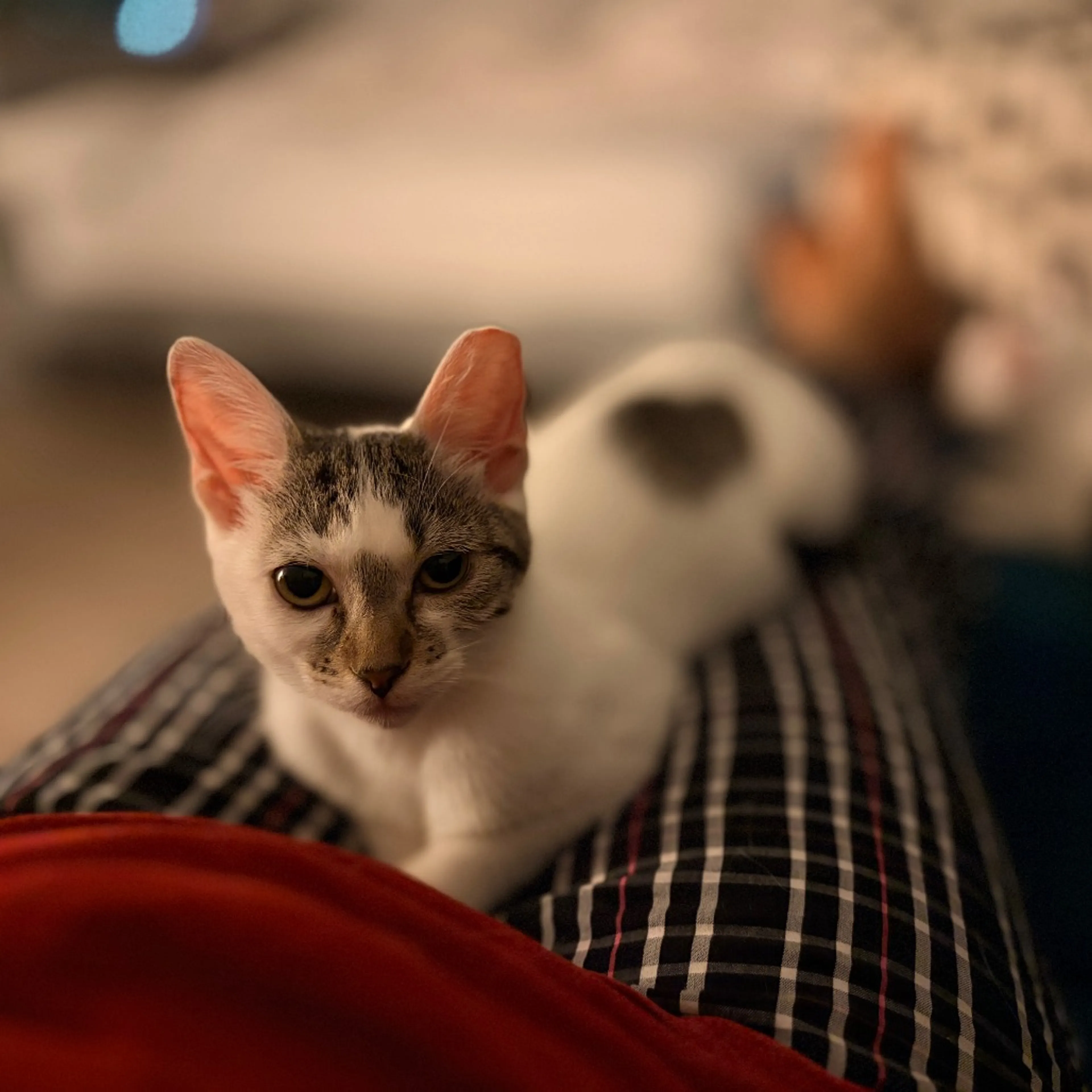 cdn image