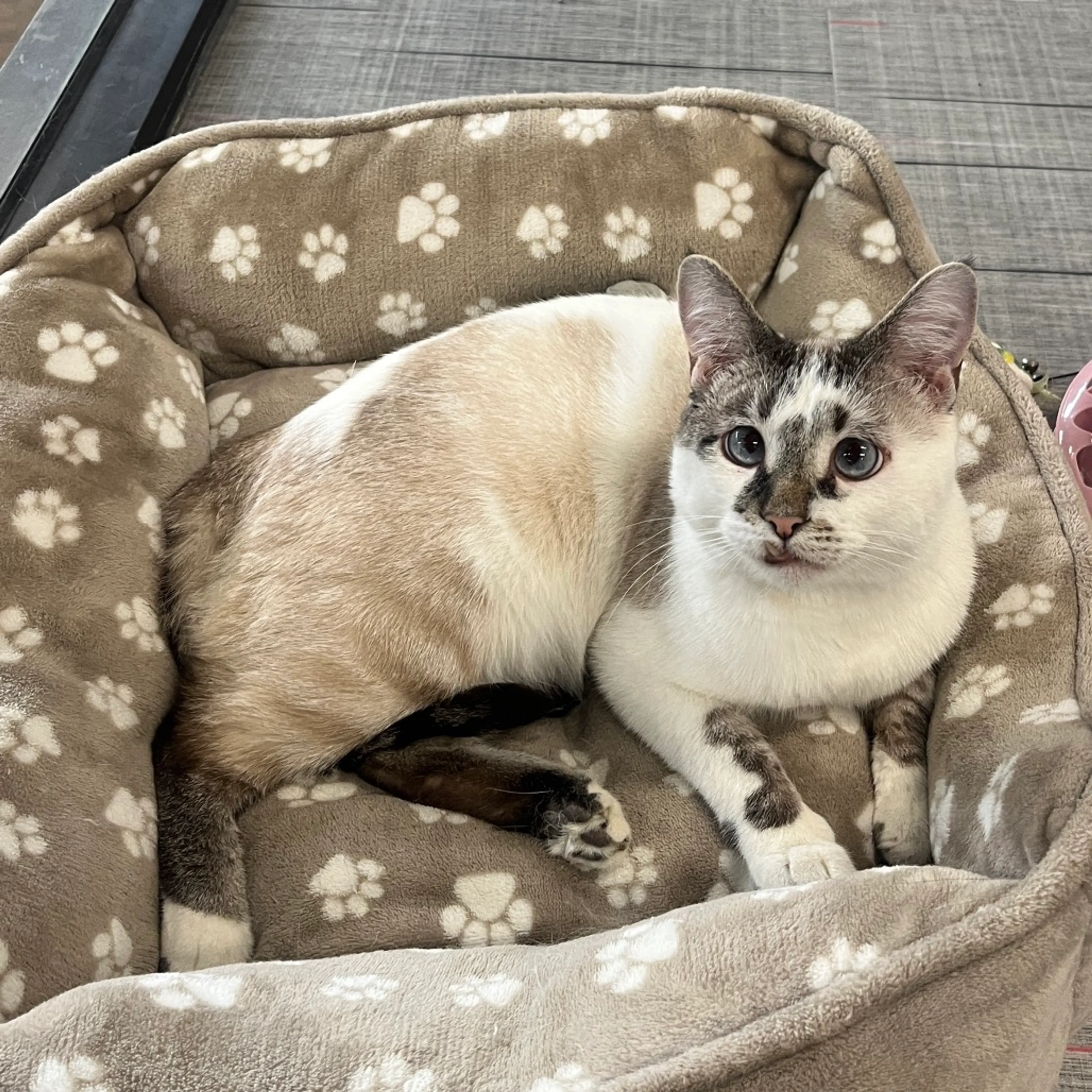 cdn image