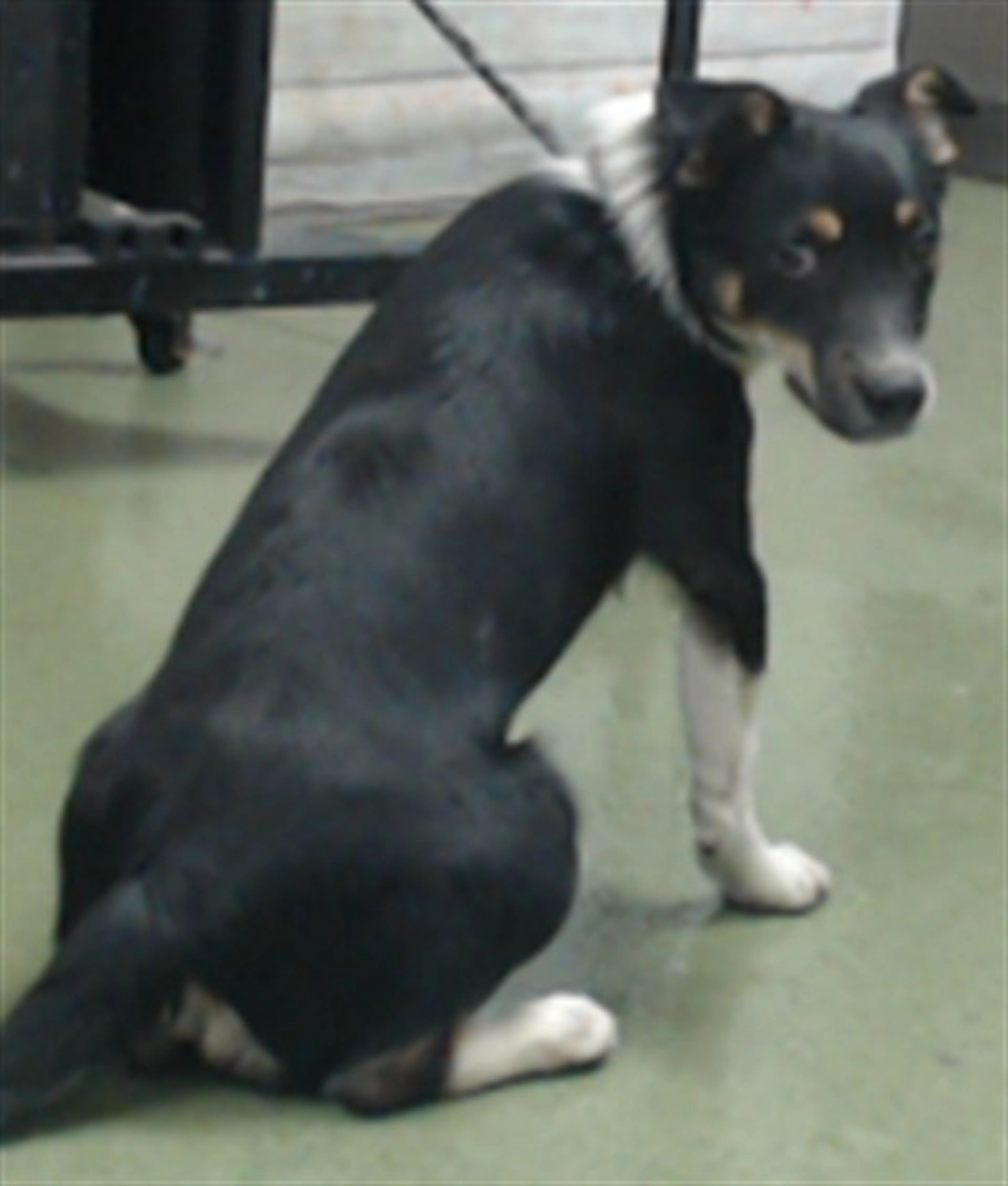cdn image