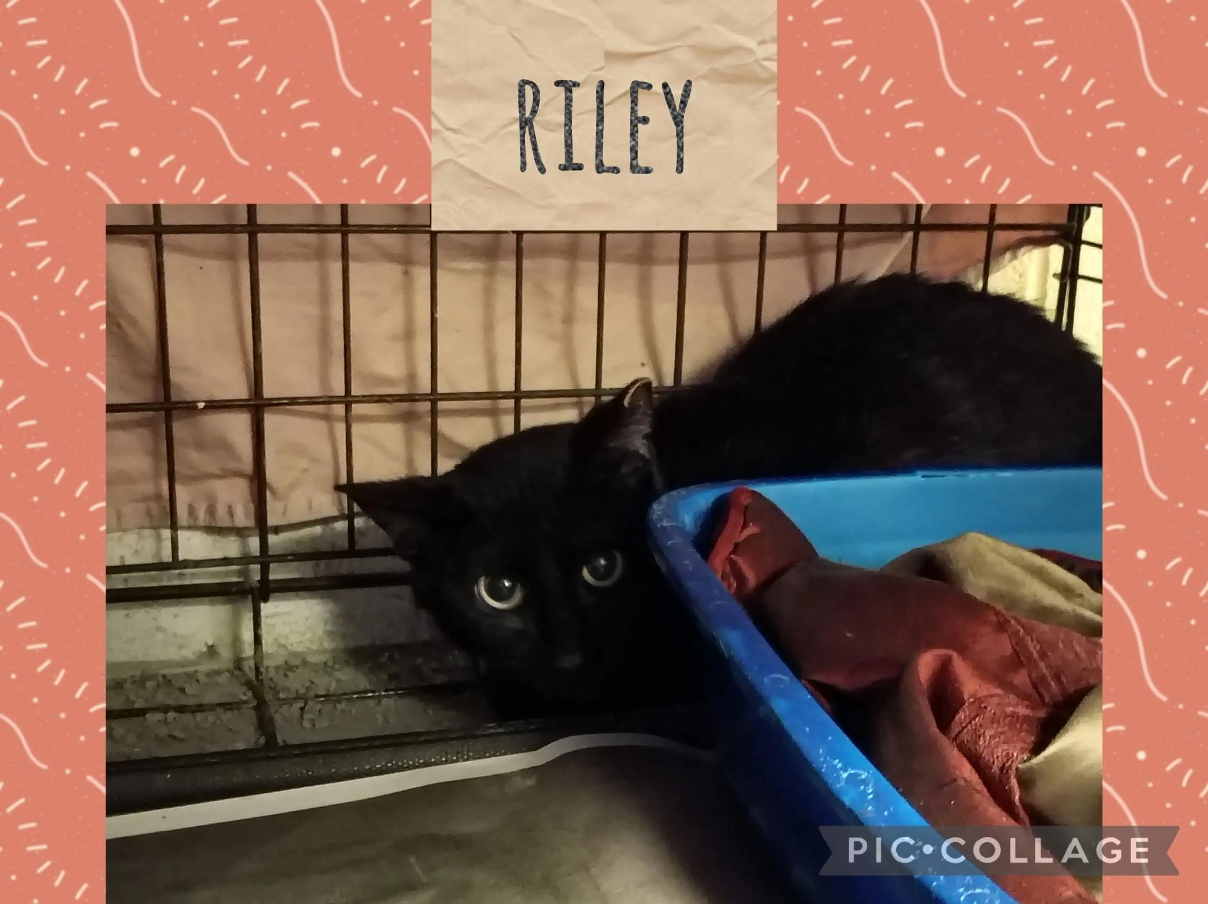 cdn image