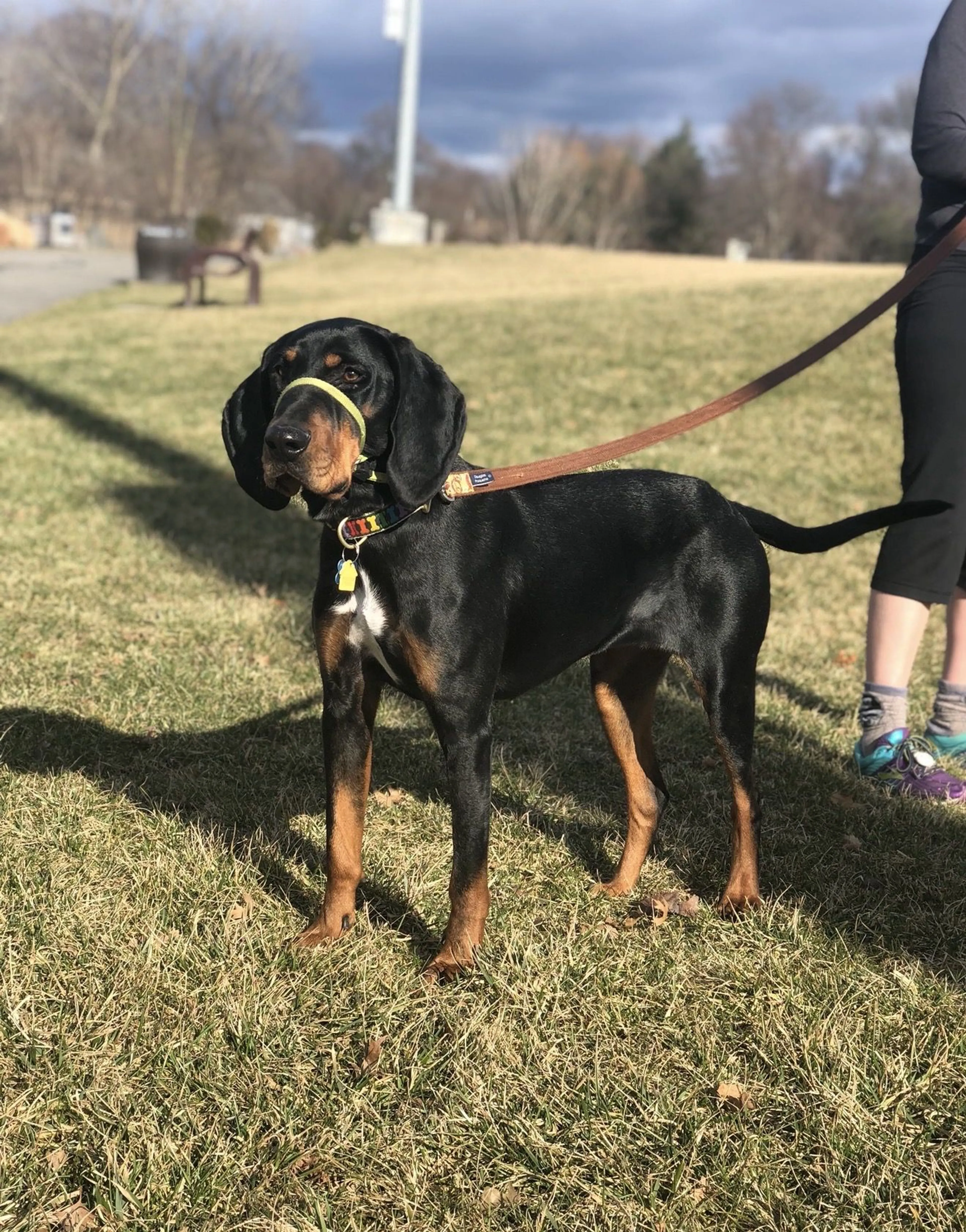 cdn image