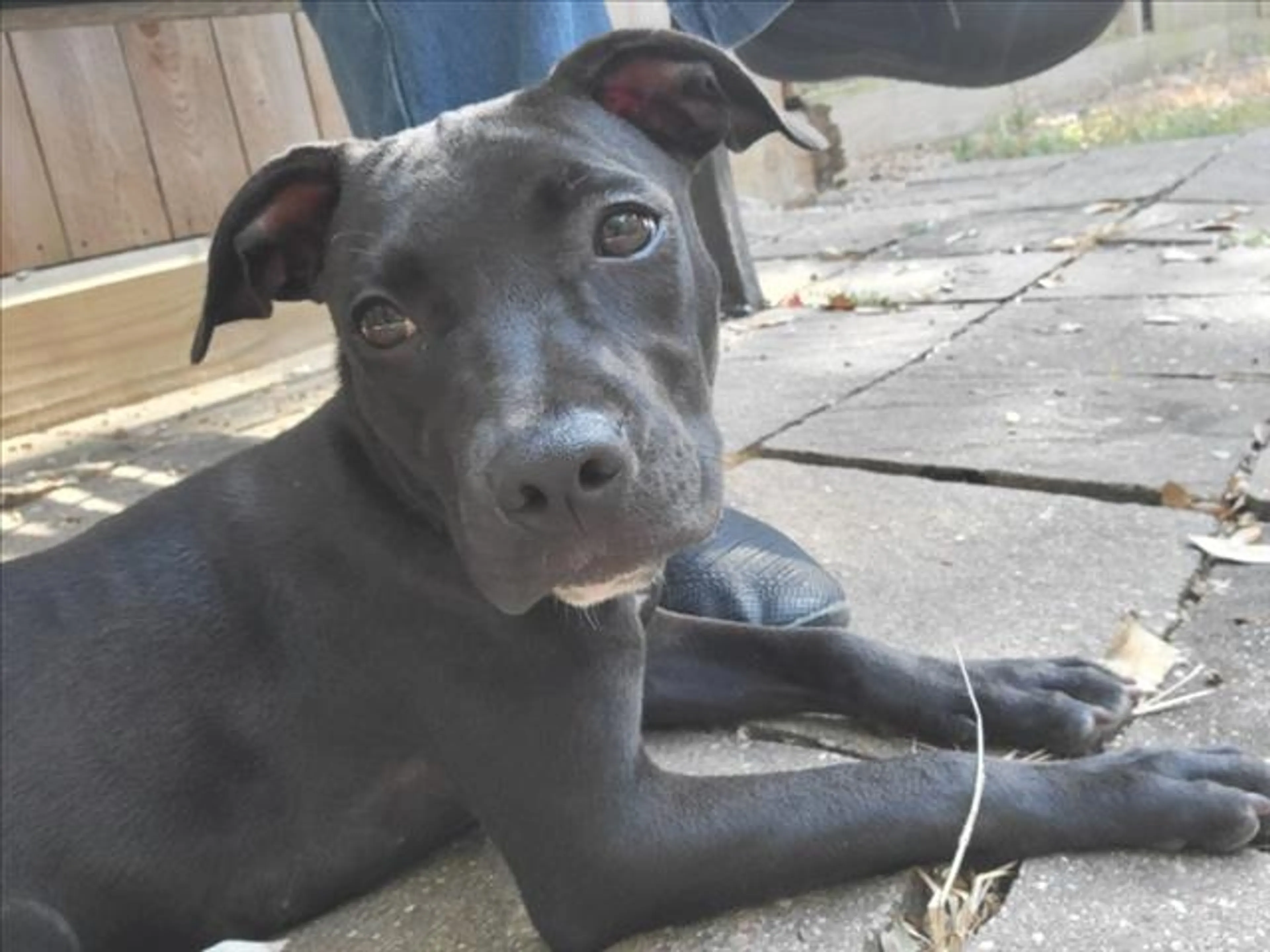 cdn image