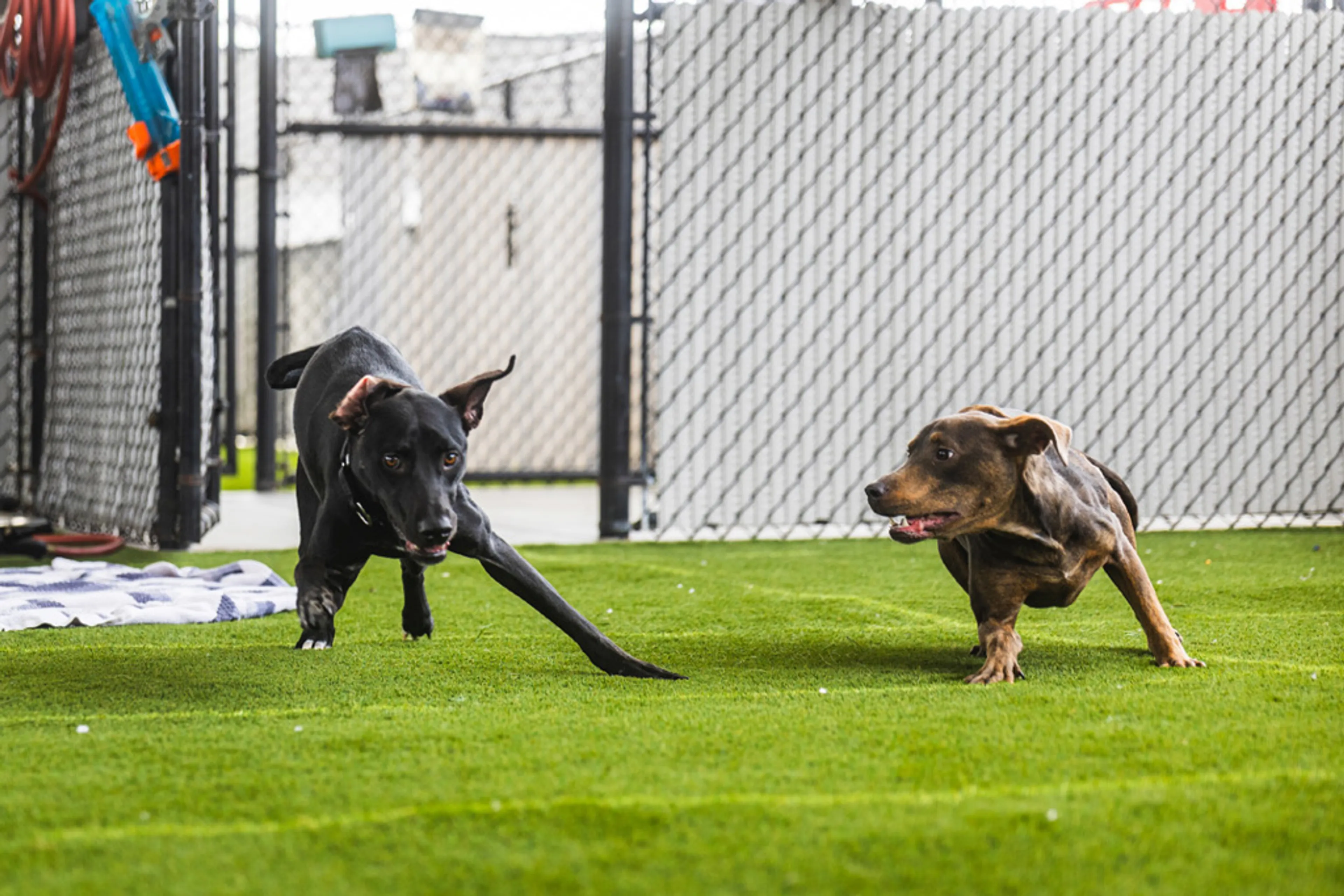 cdn image