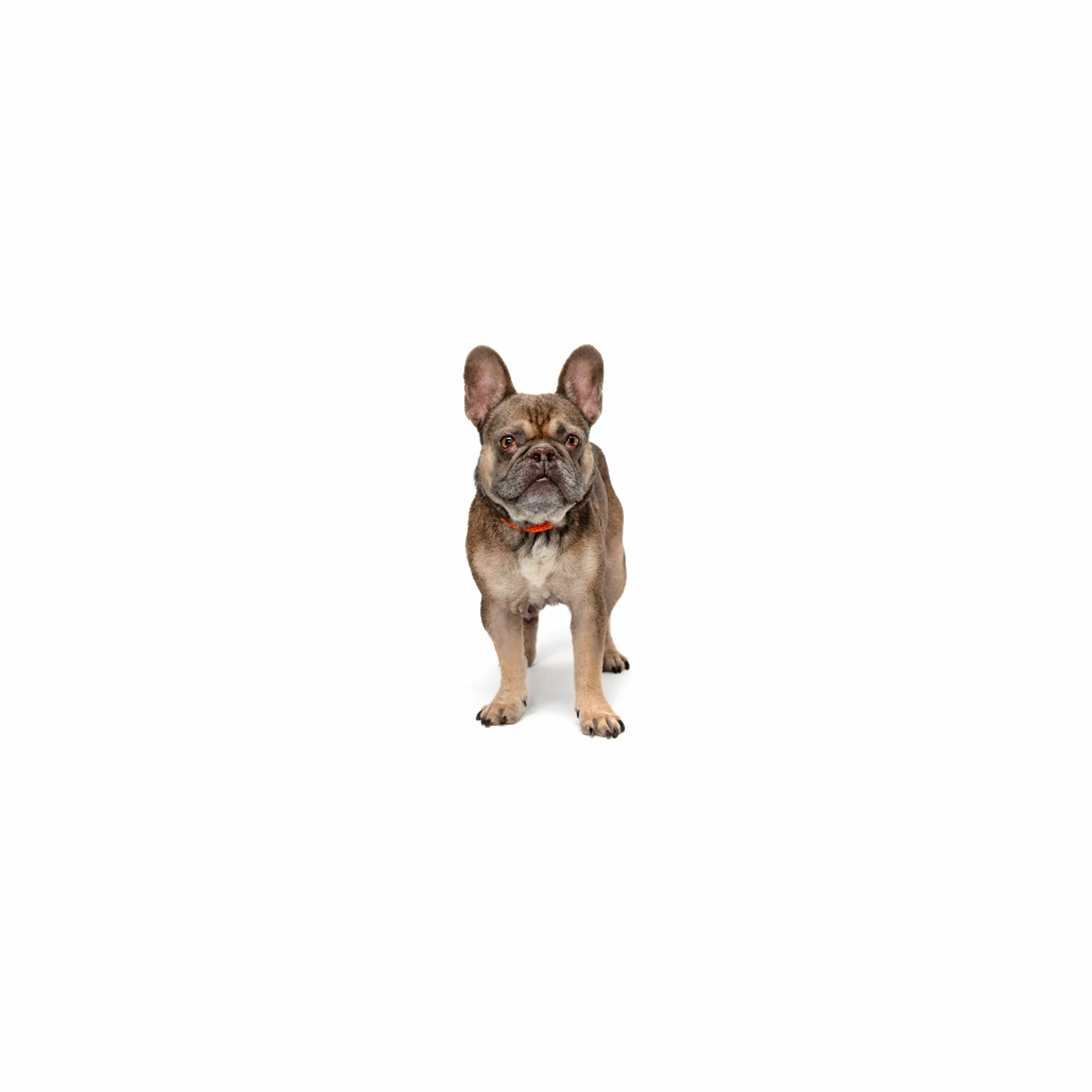 cdn image