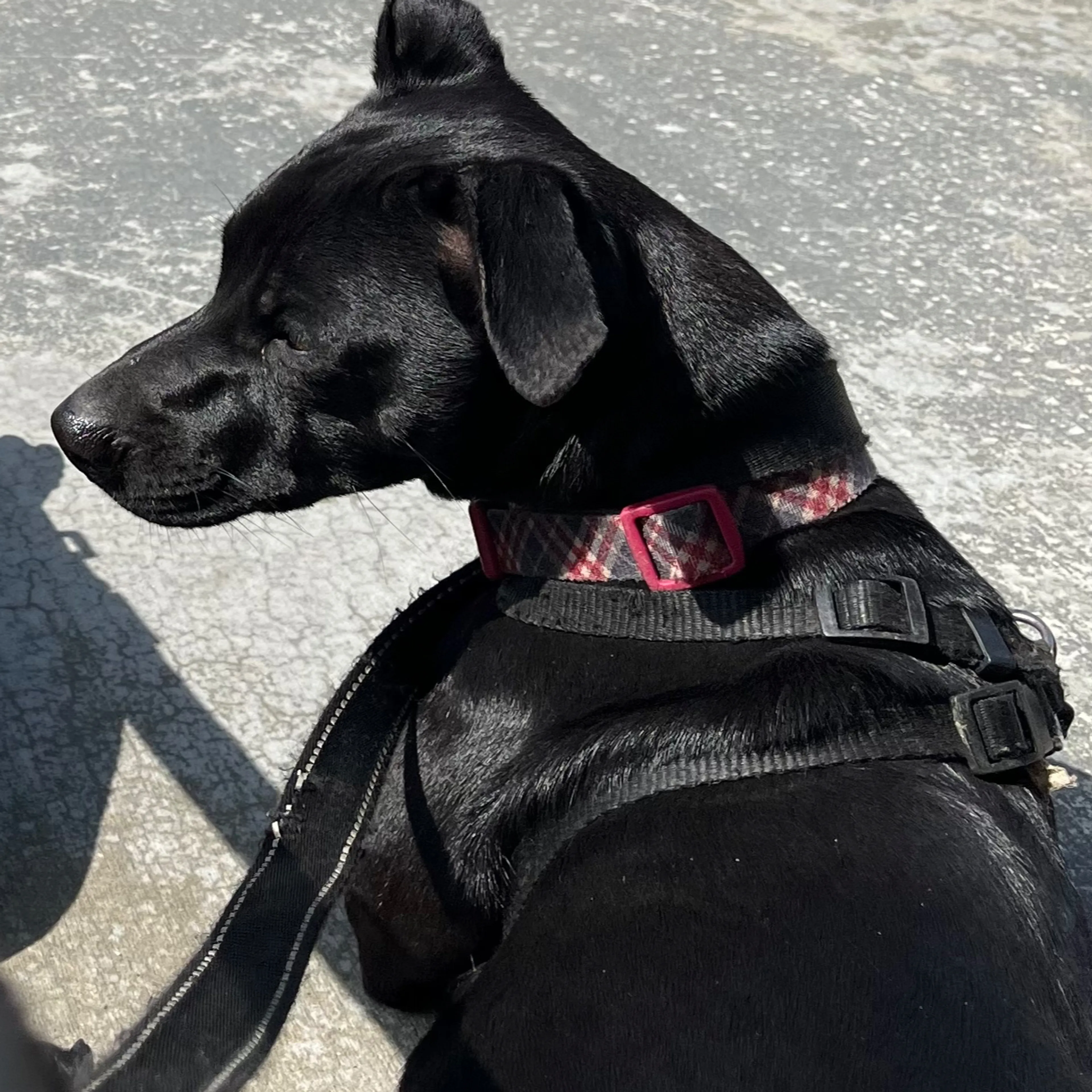 cdn image