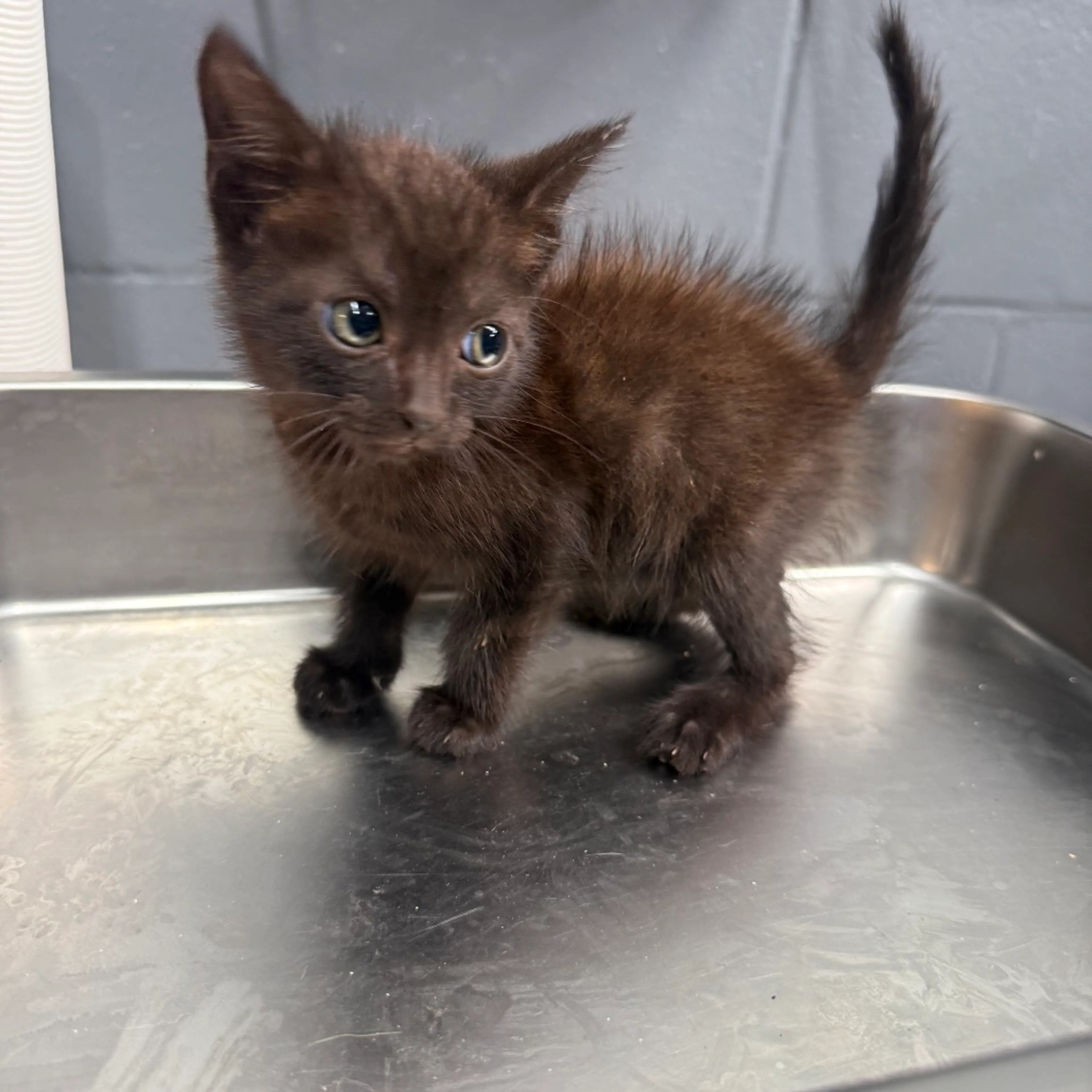 cdn image