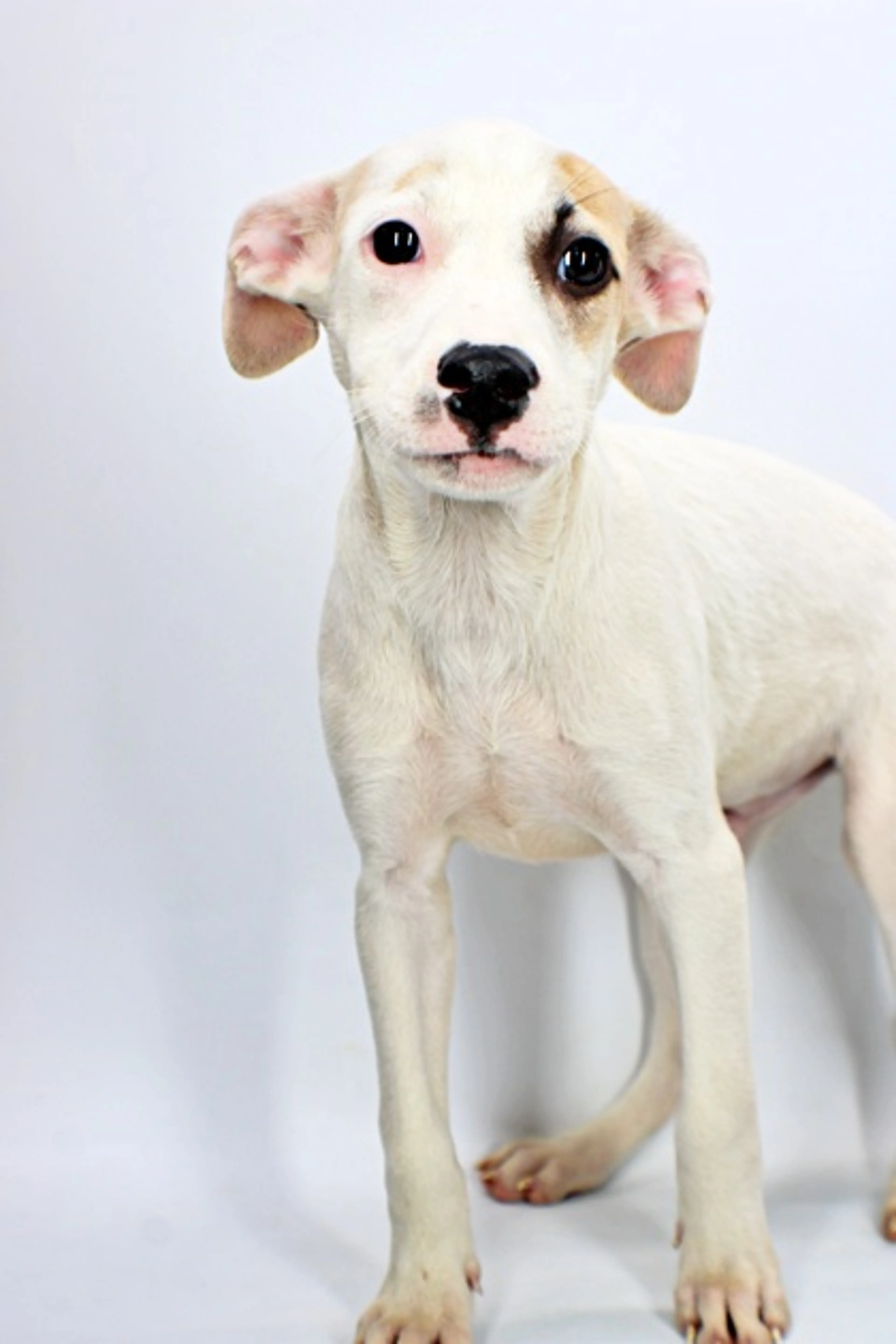 cdn image