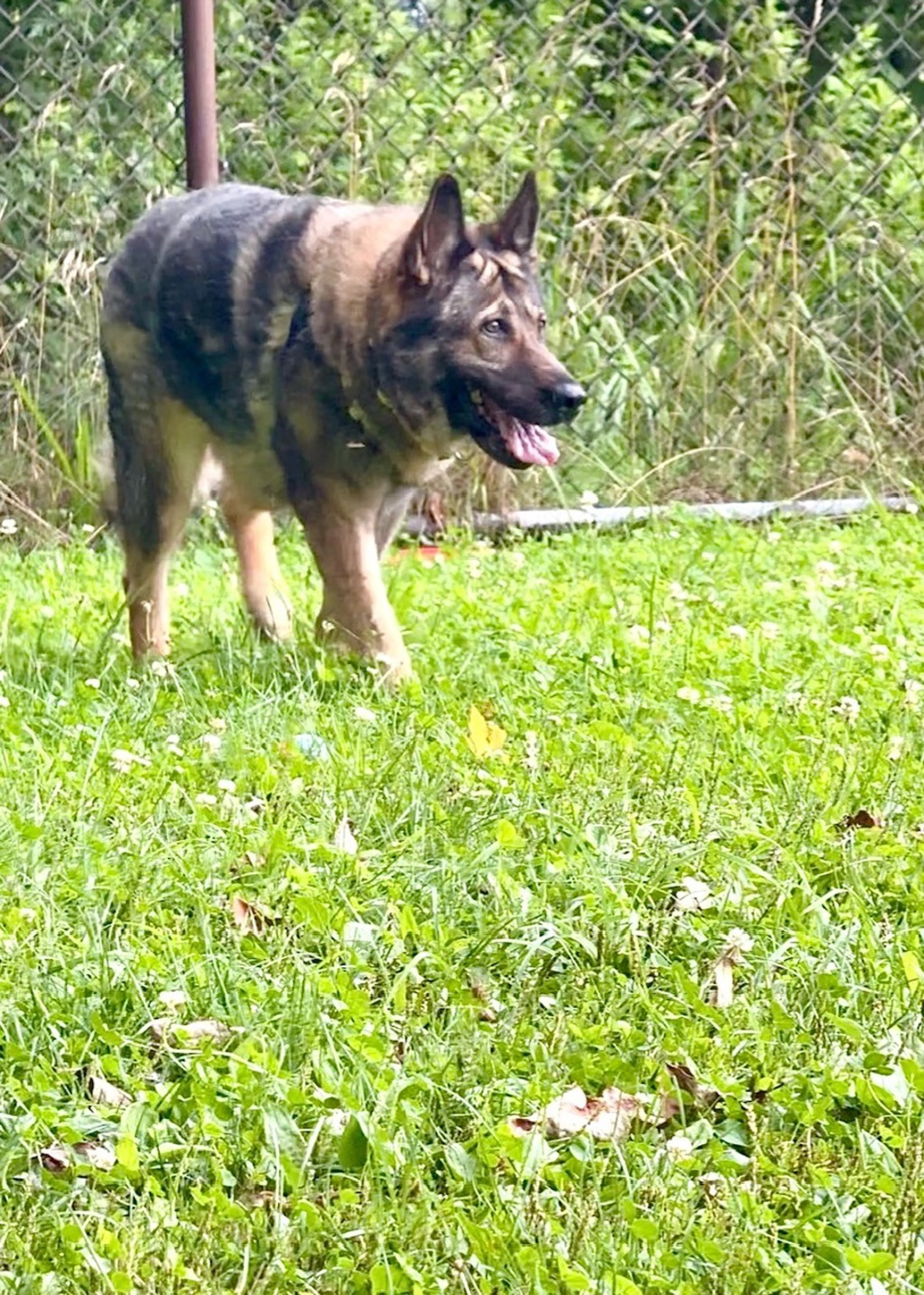 cdn image