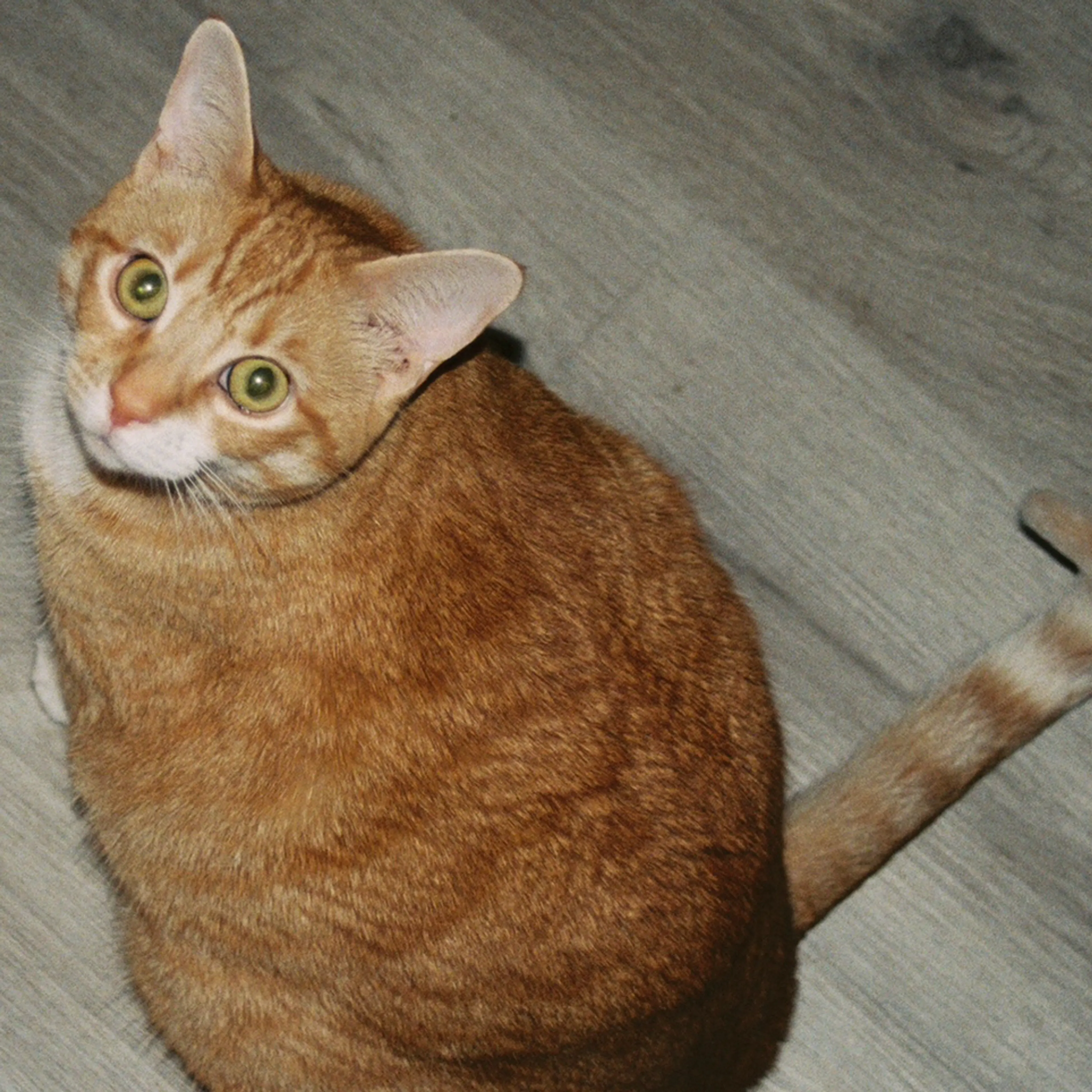 cdn image