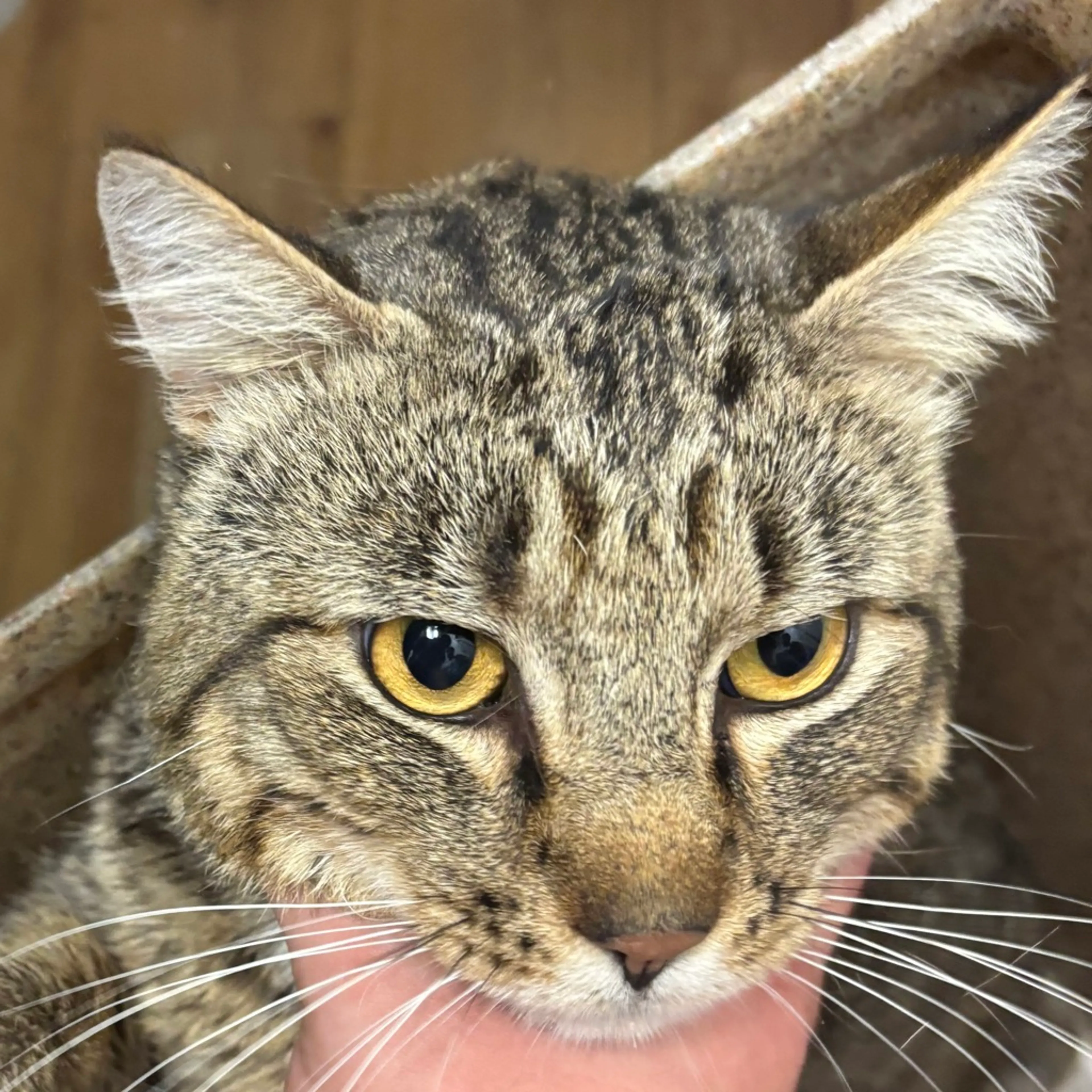 cdn image