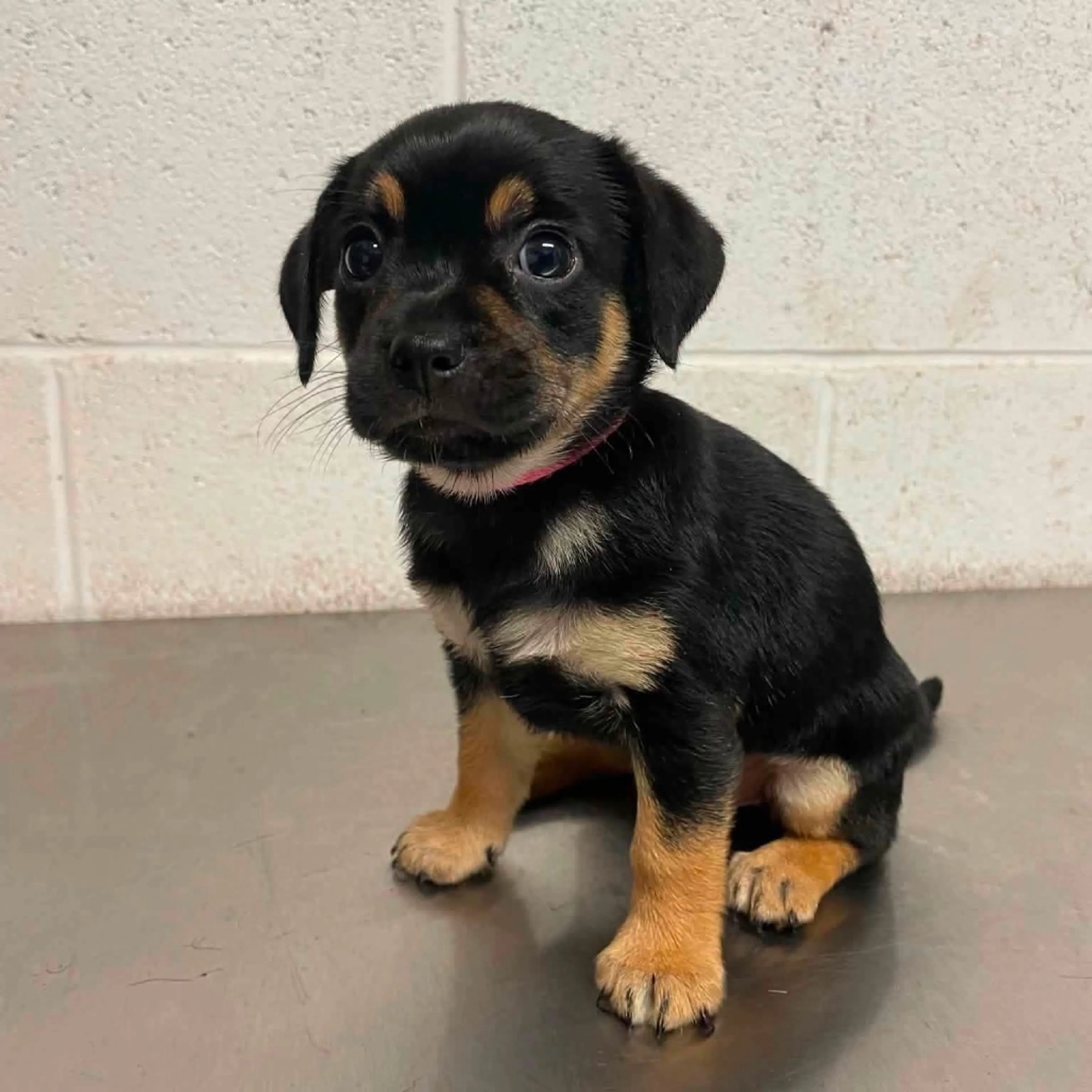 -4