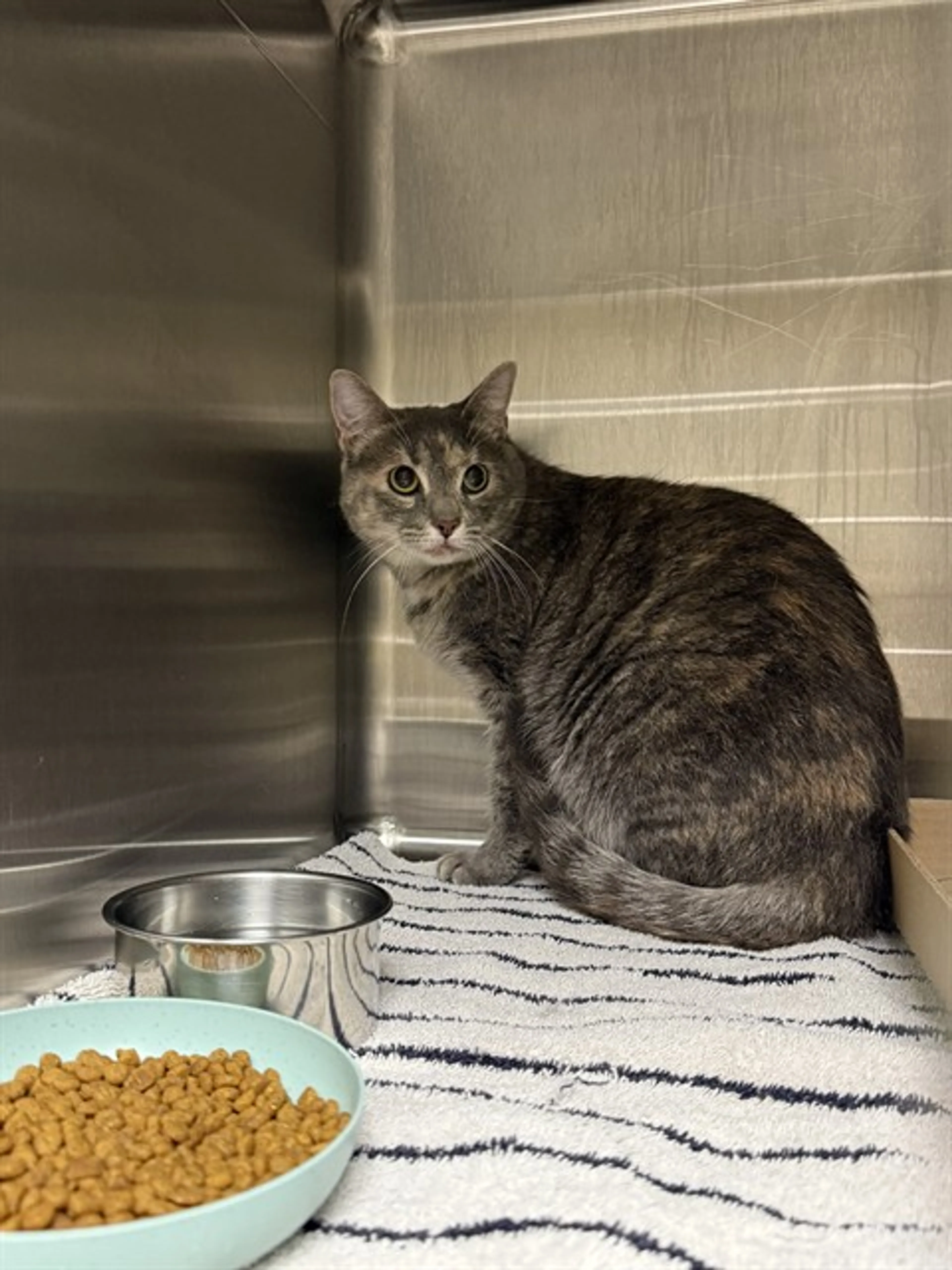 cdn image