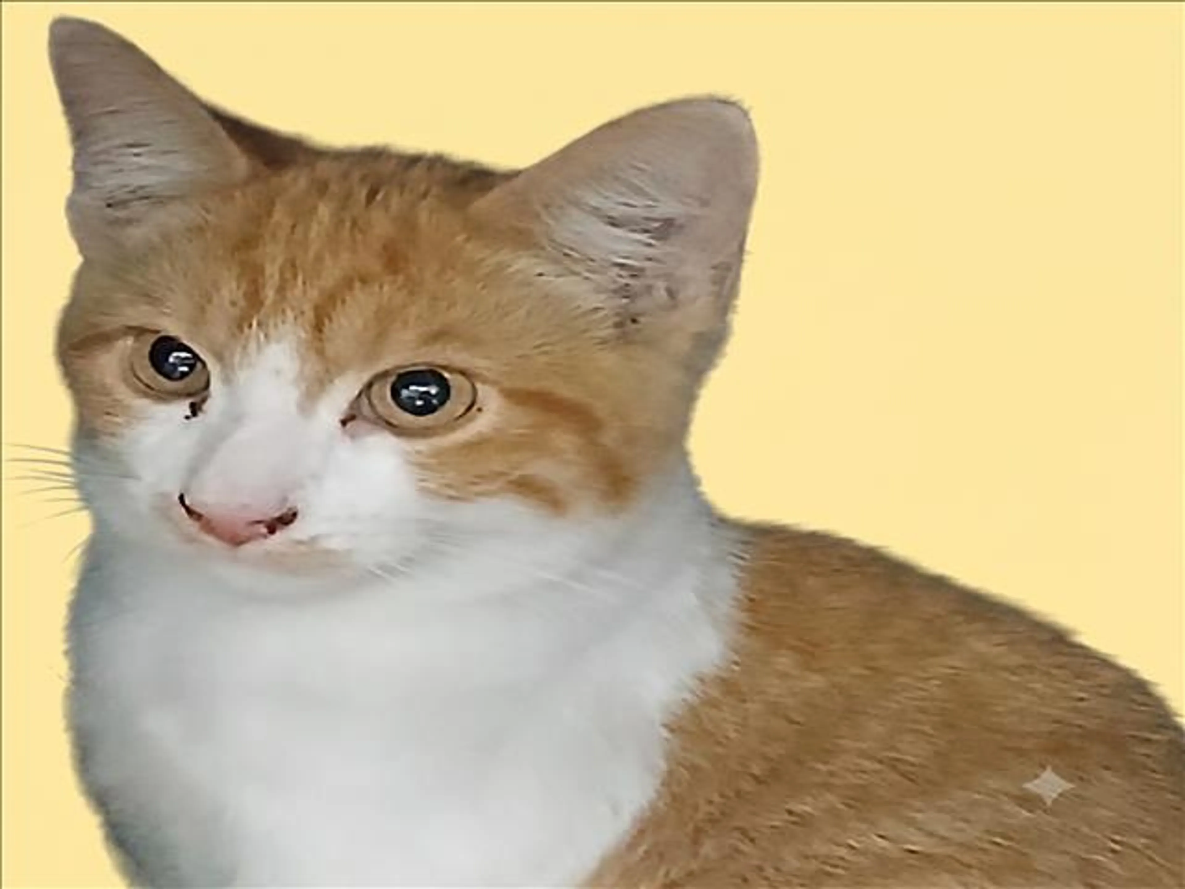 cdn image