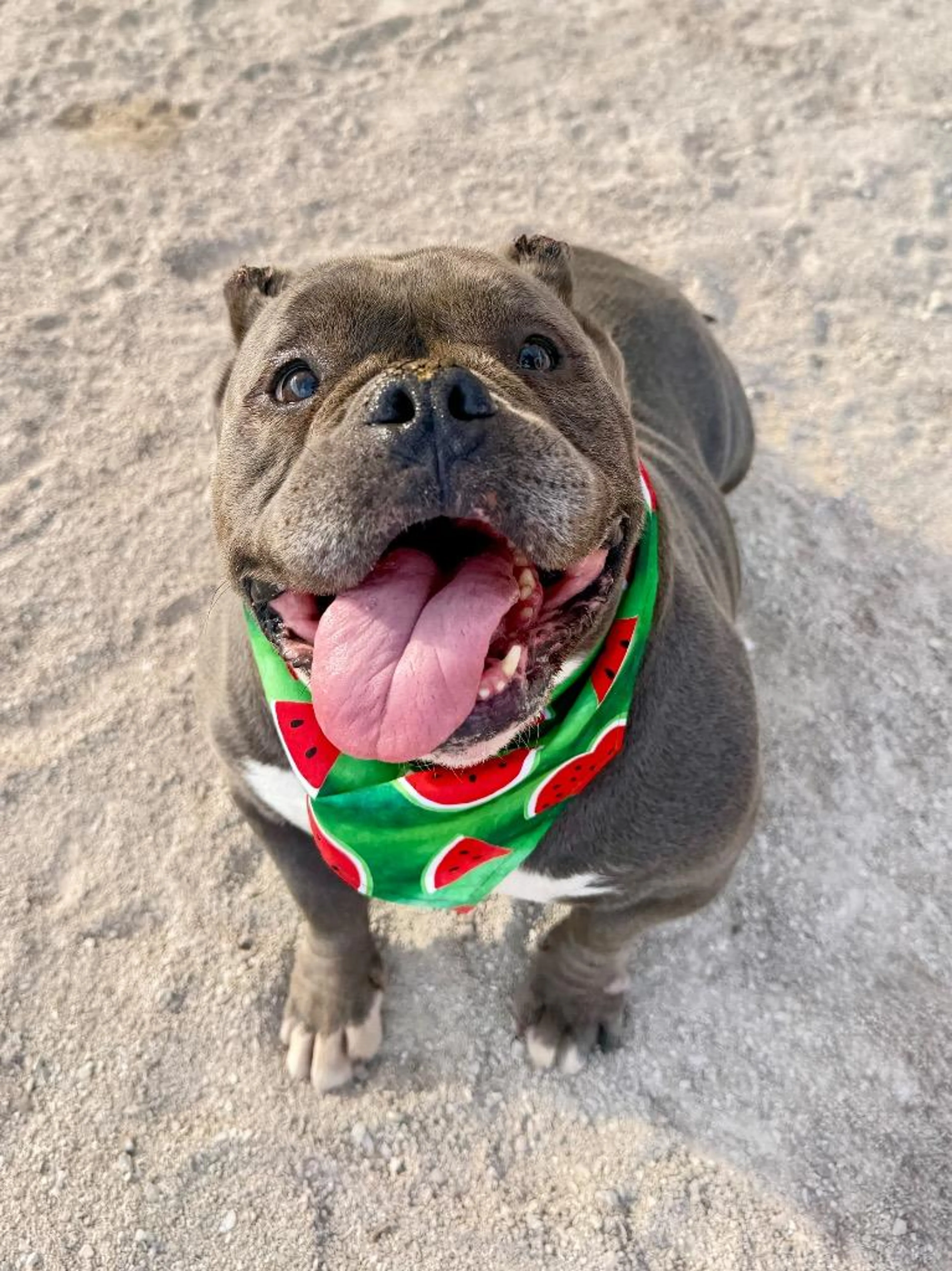 cdn image