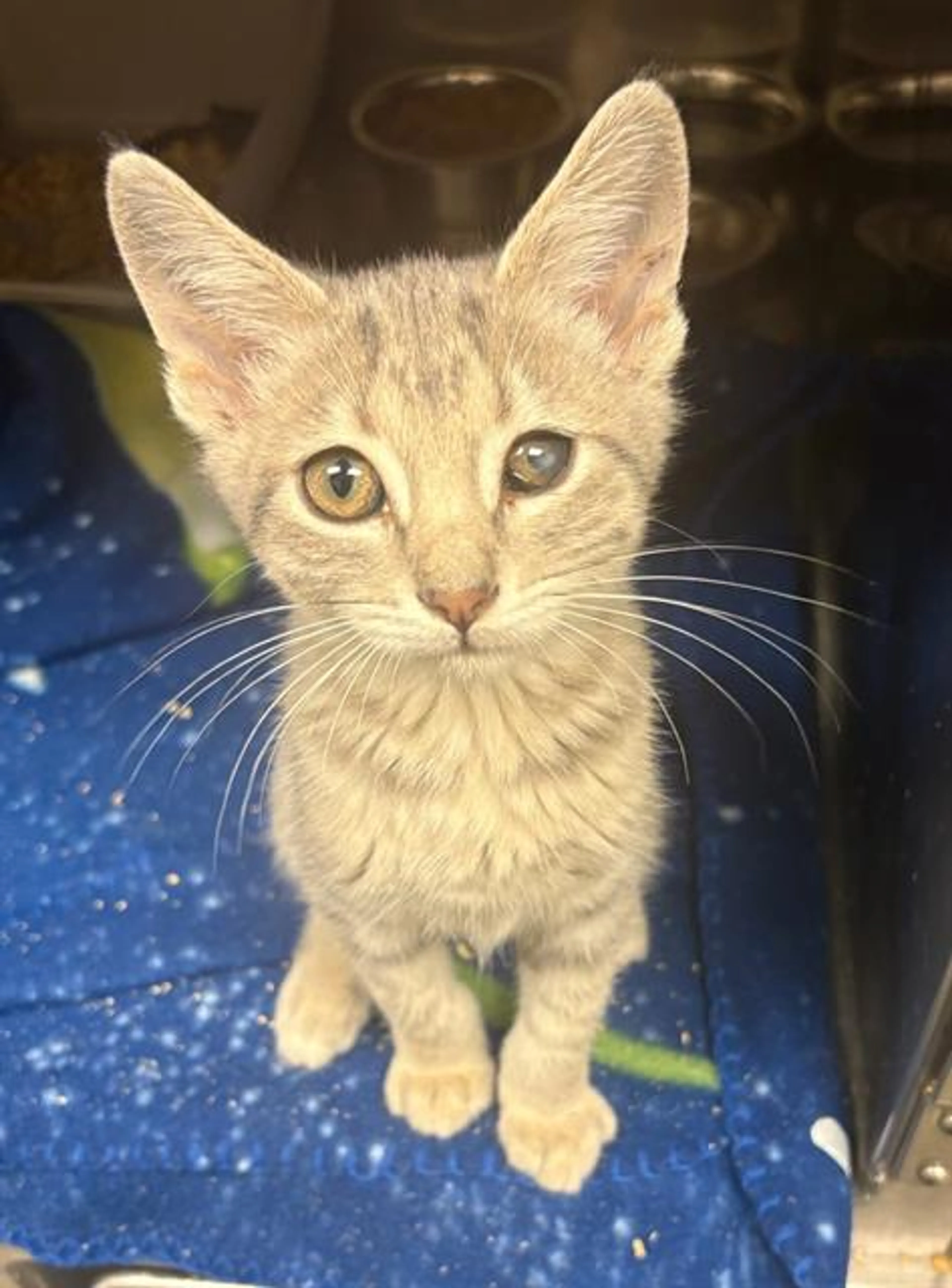 cdn image