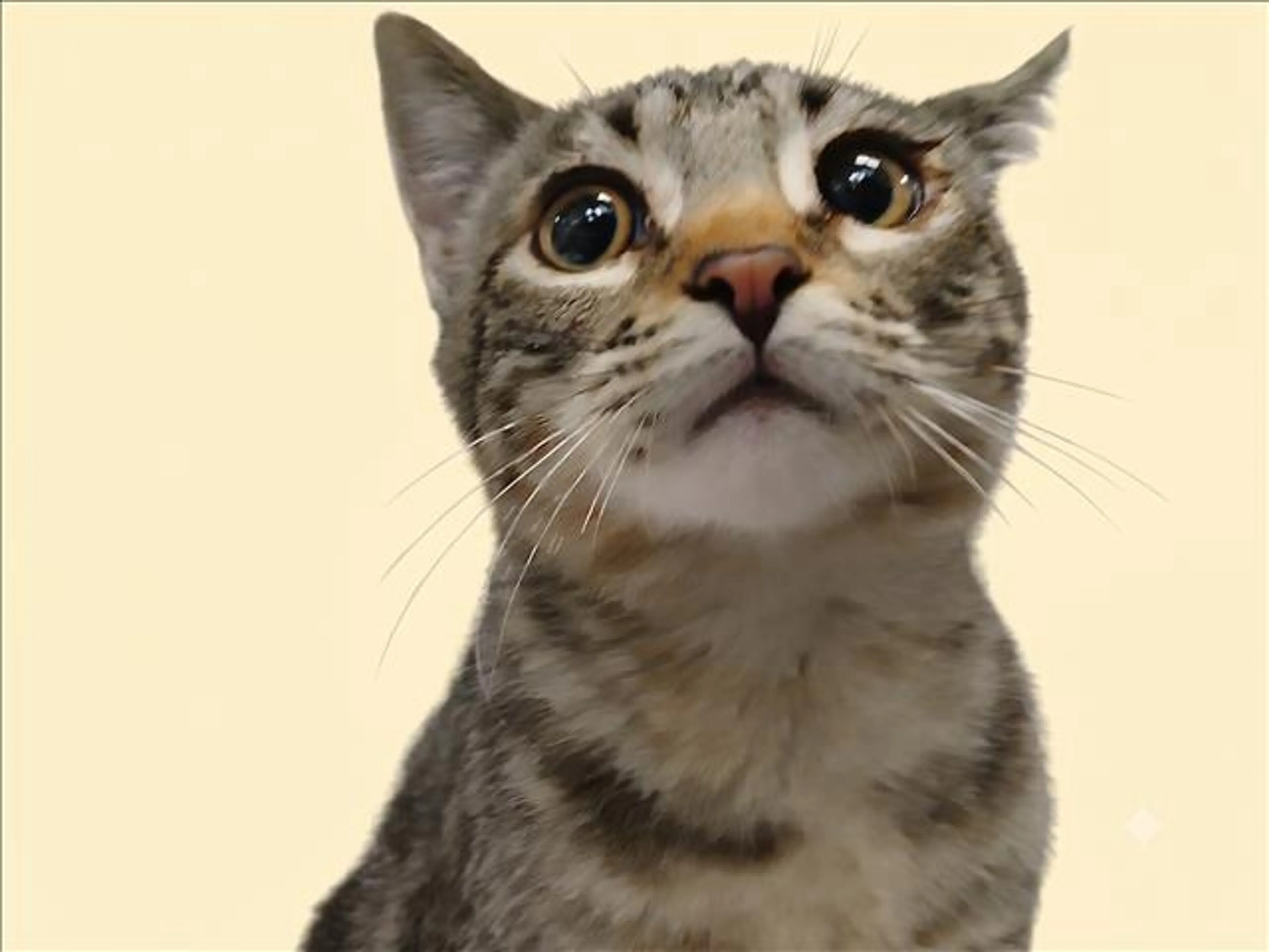cdn image