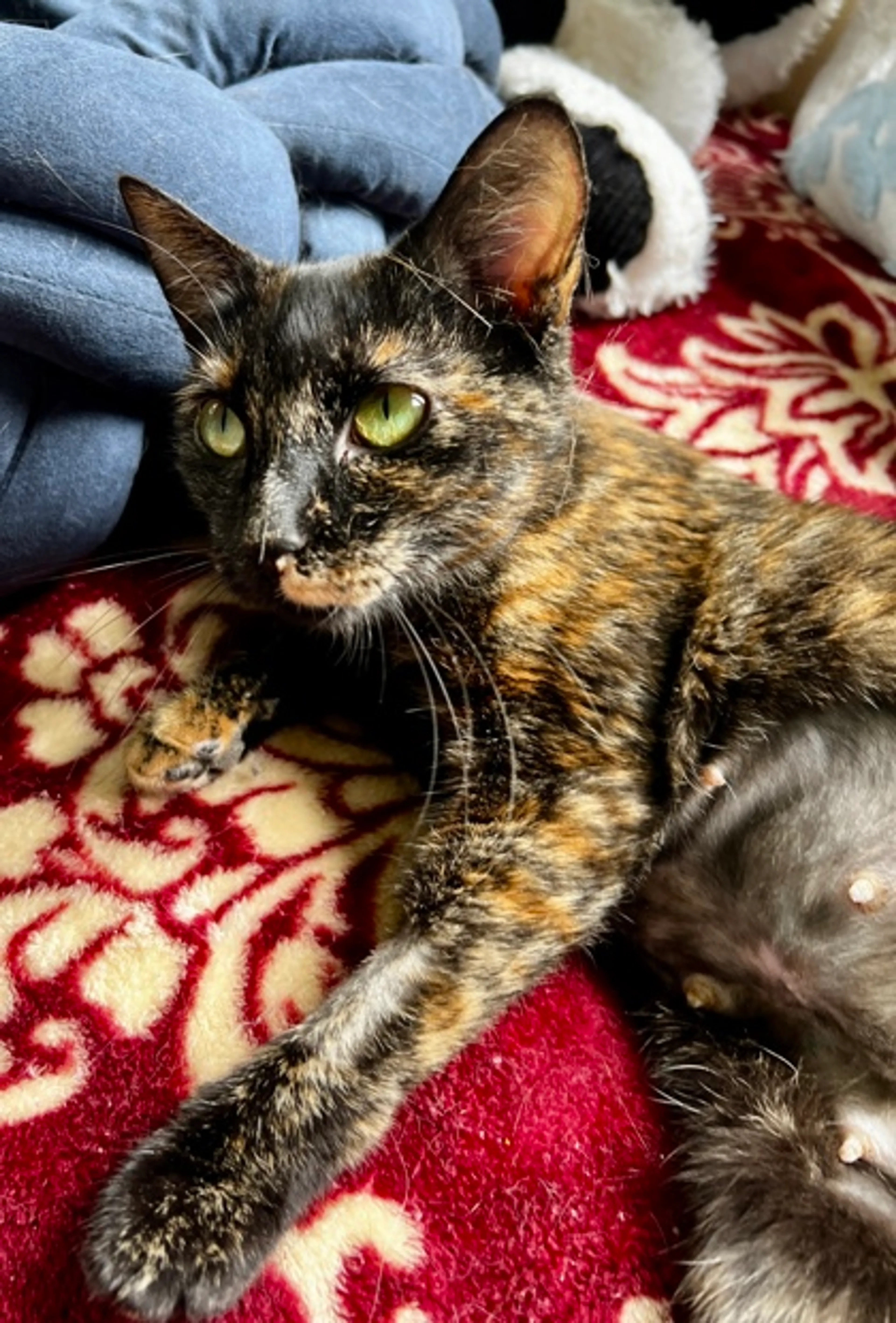 cdn image