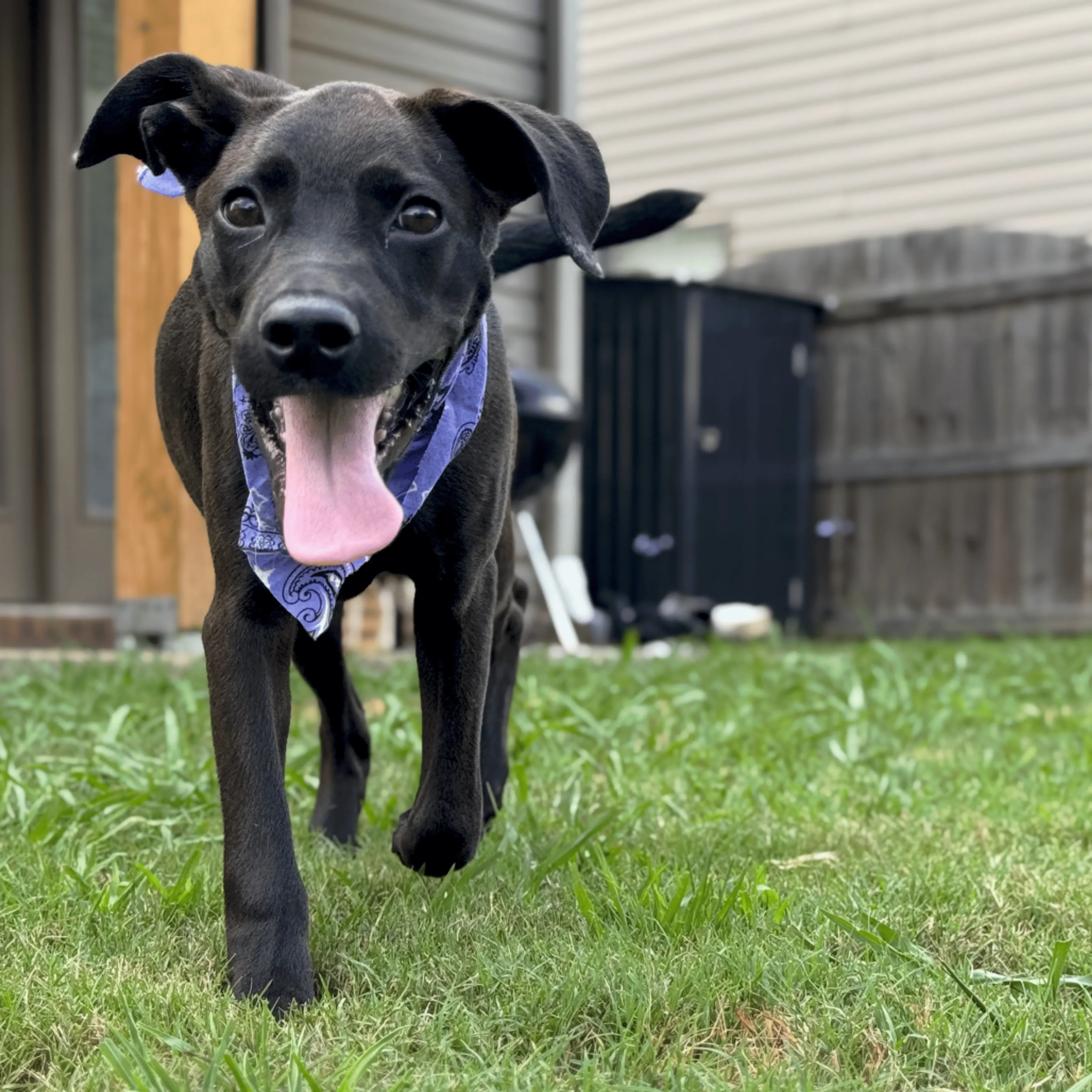 cdn image