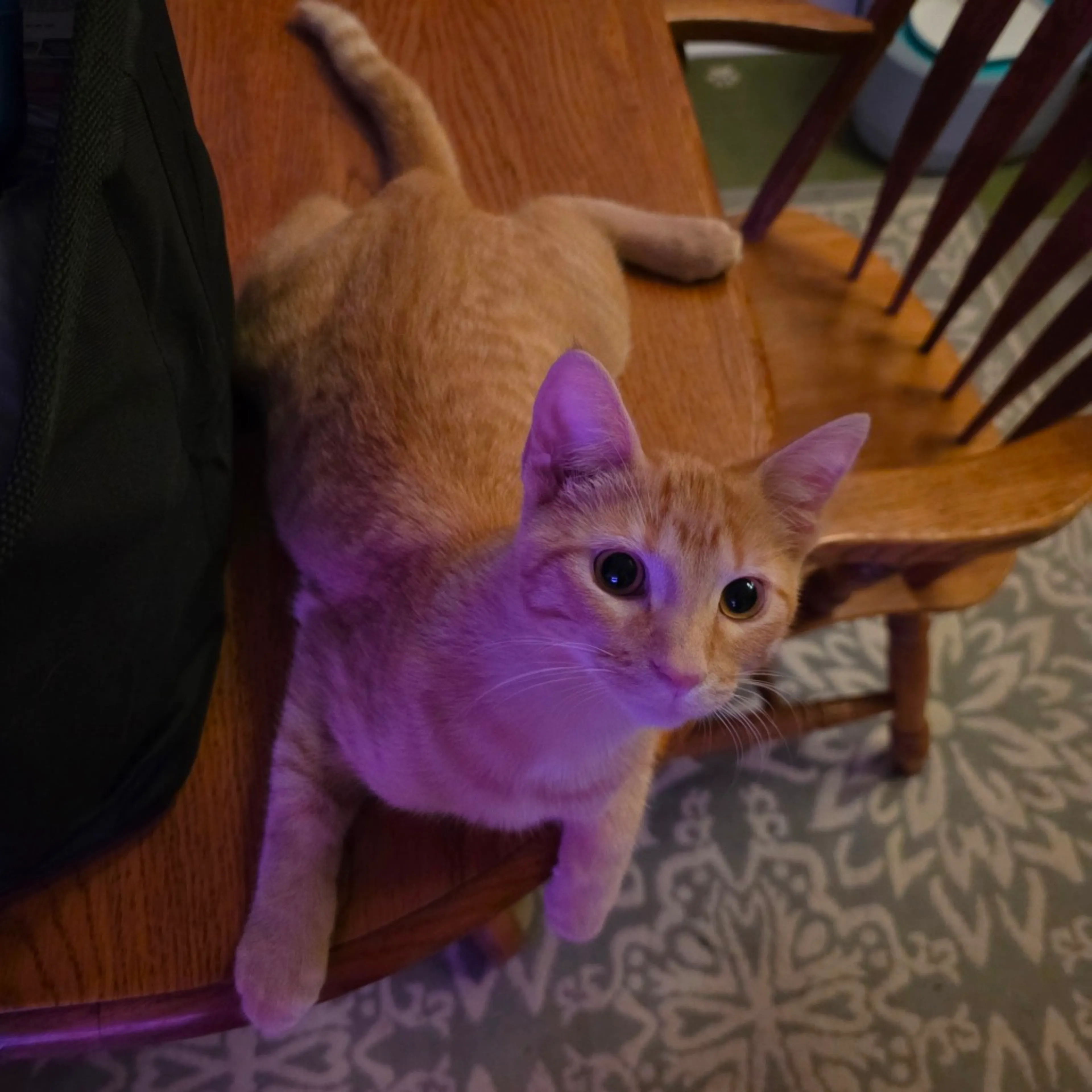 cdn image