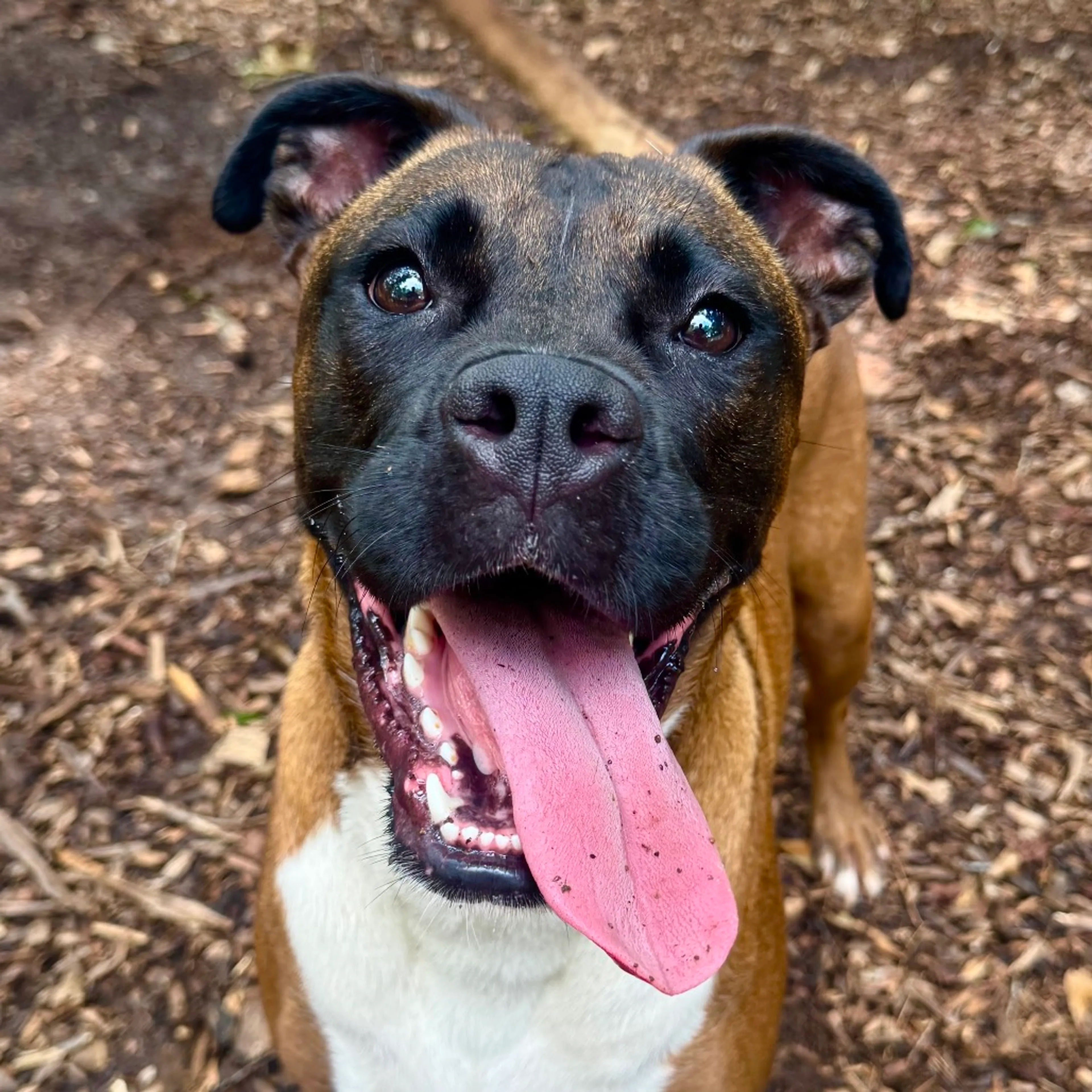 cdn image