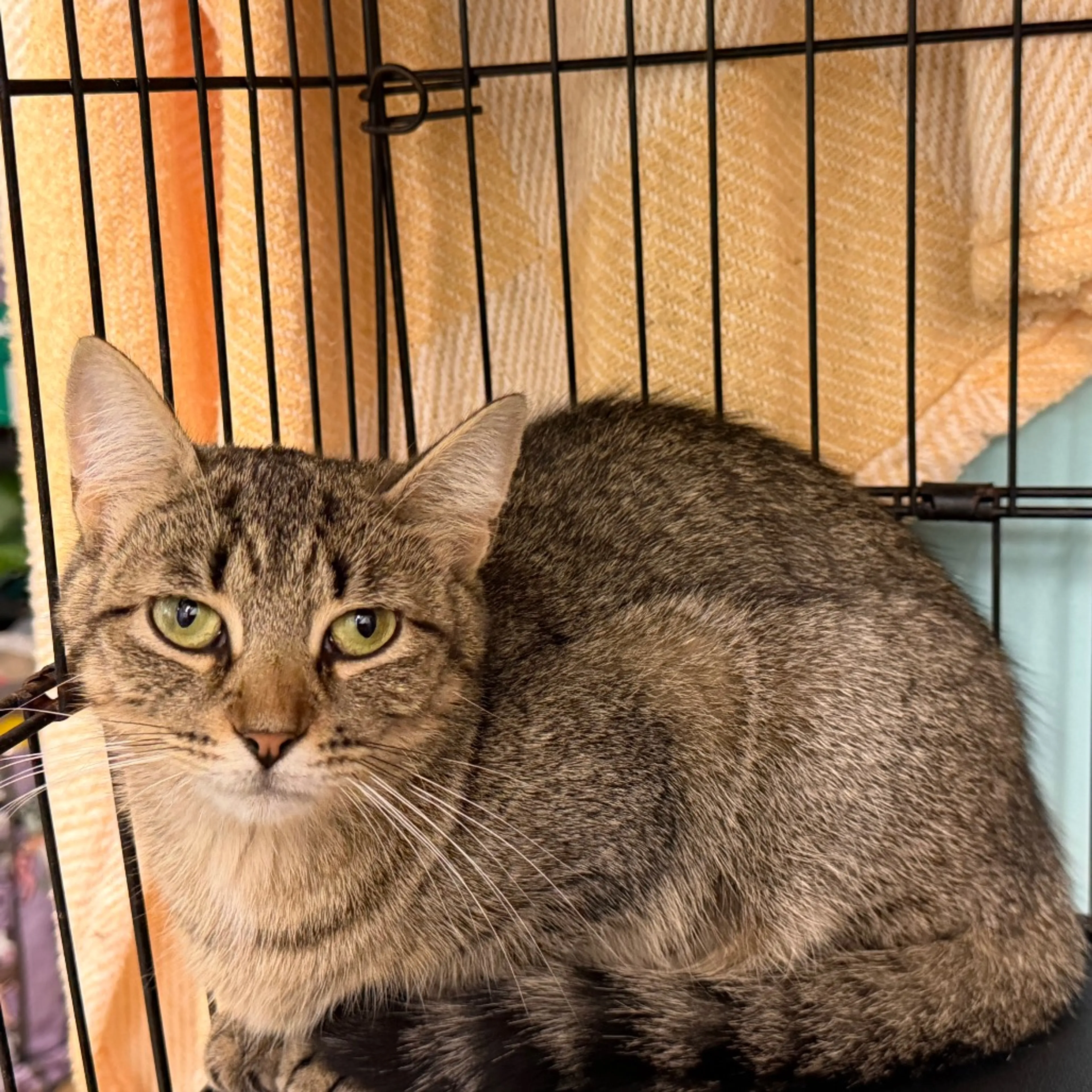 cdn image