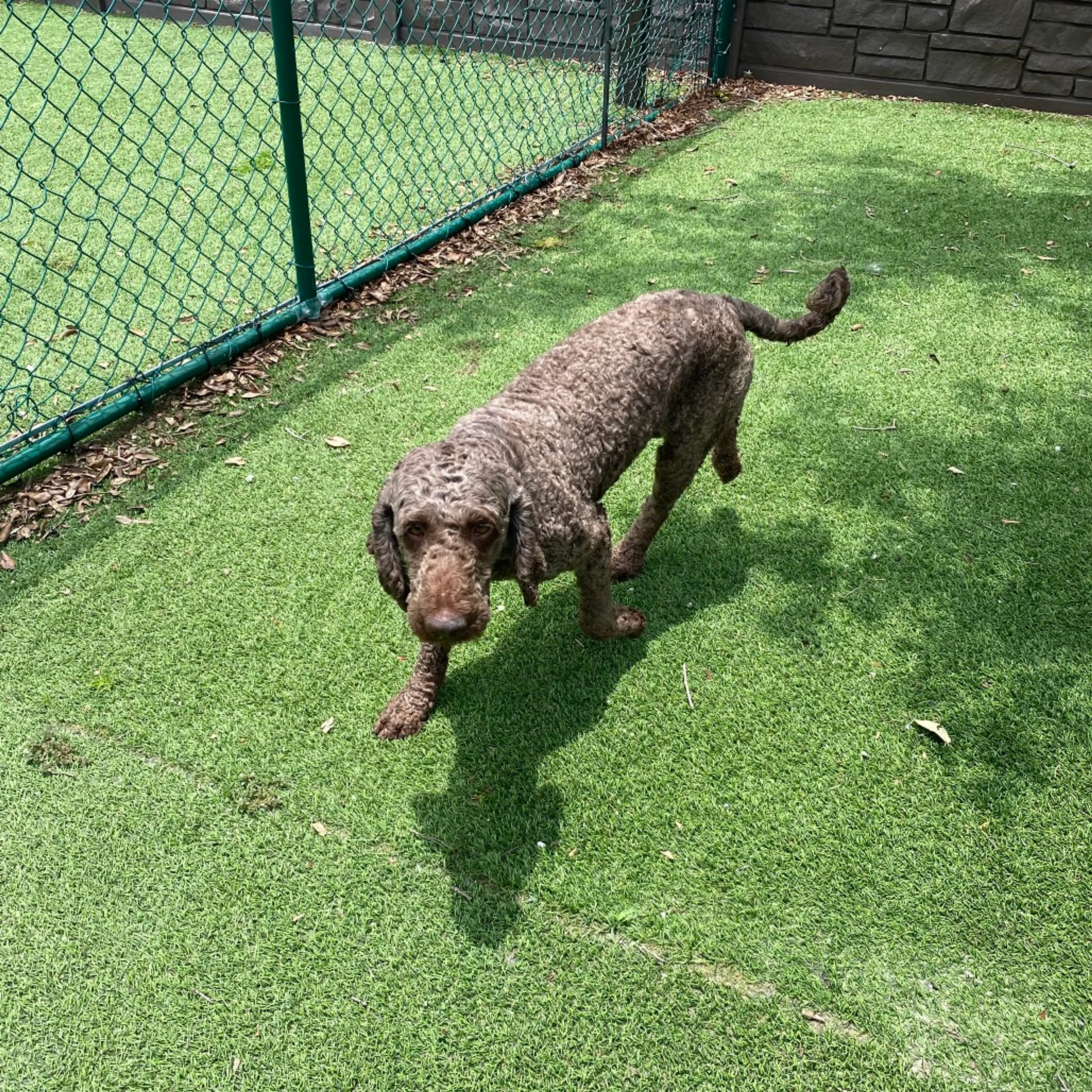 cdn image
