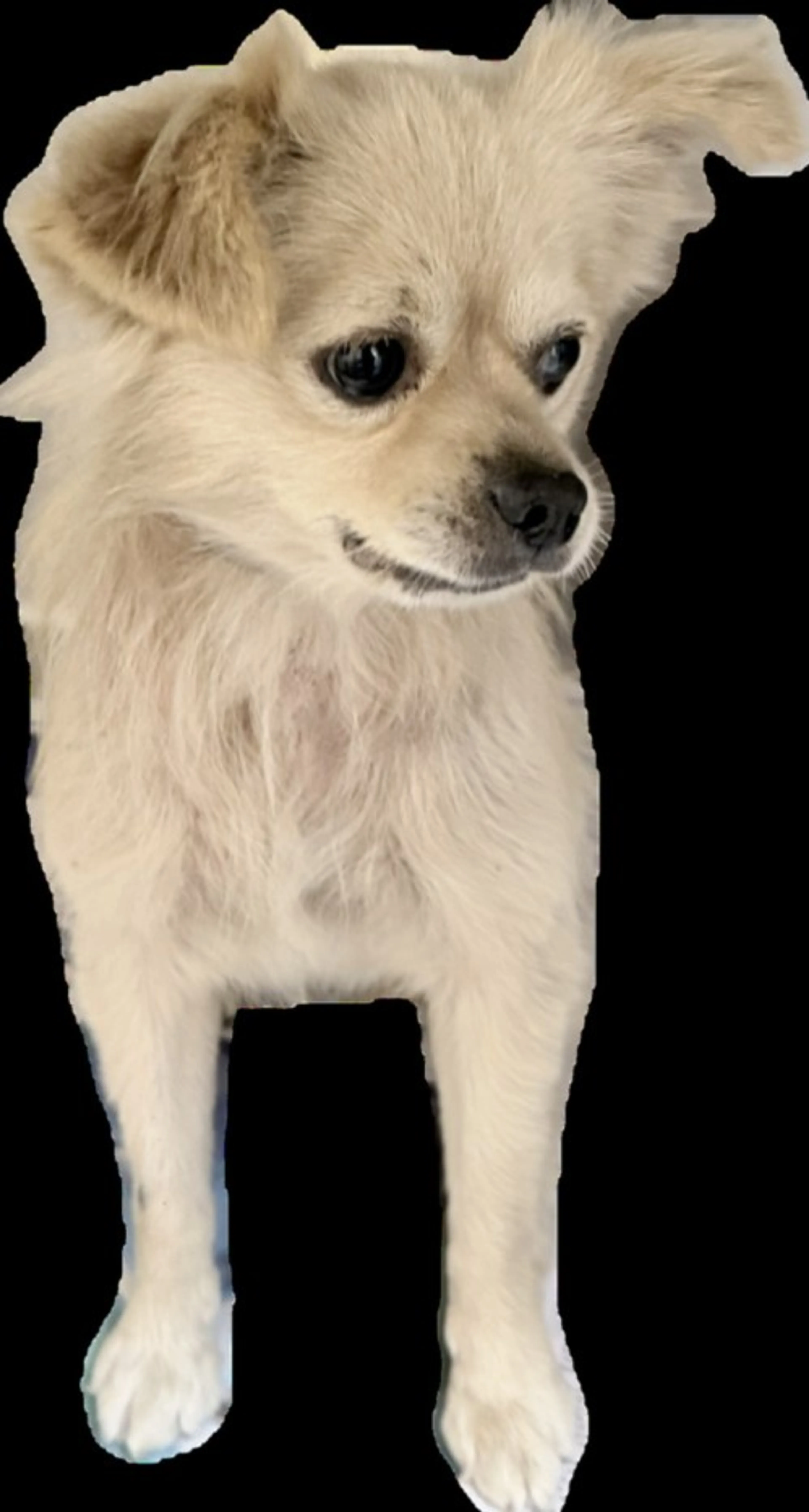 cdn image