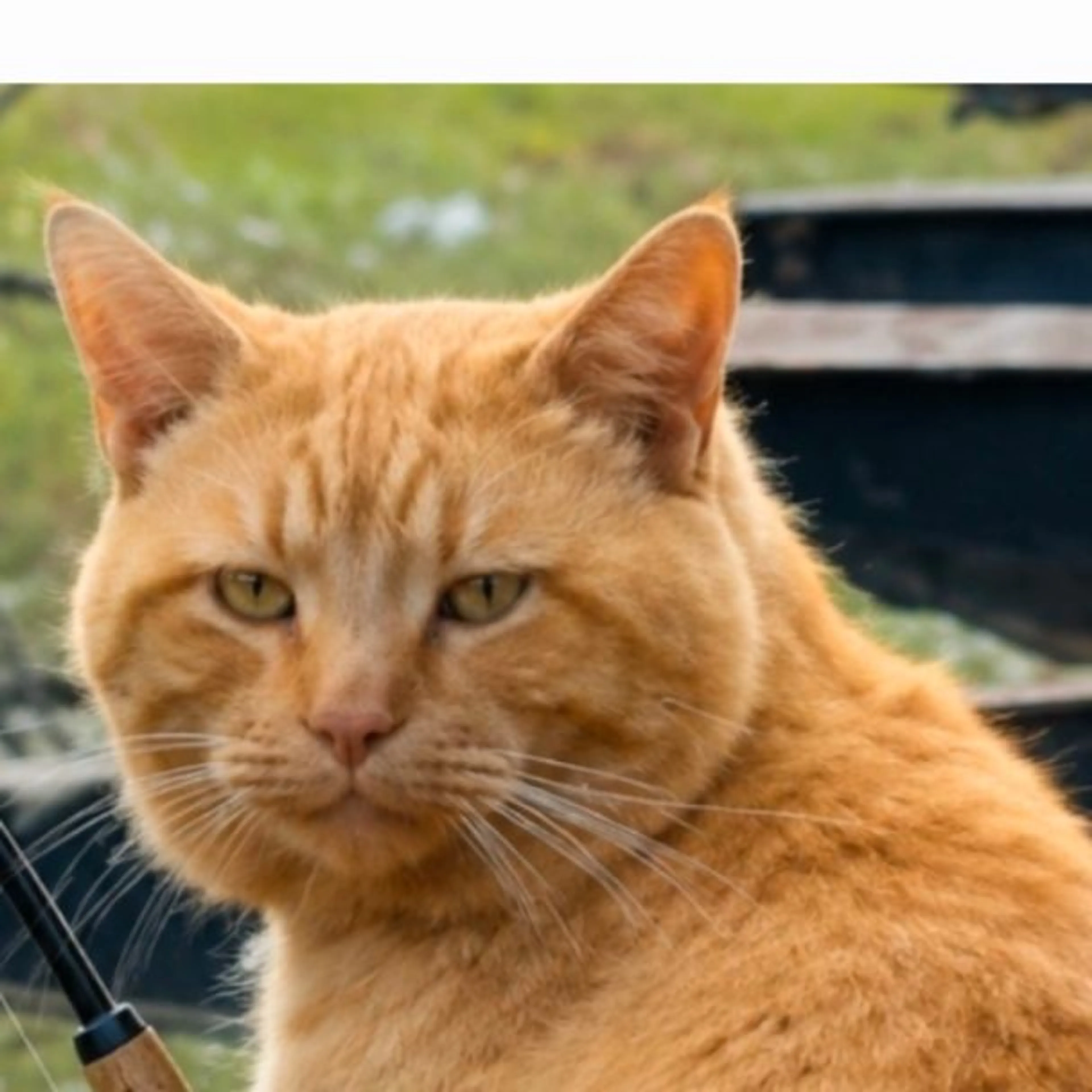 cdn image