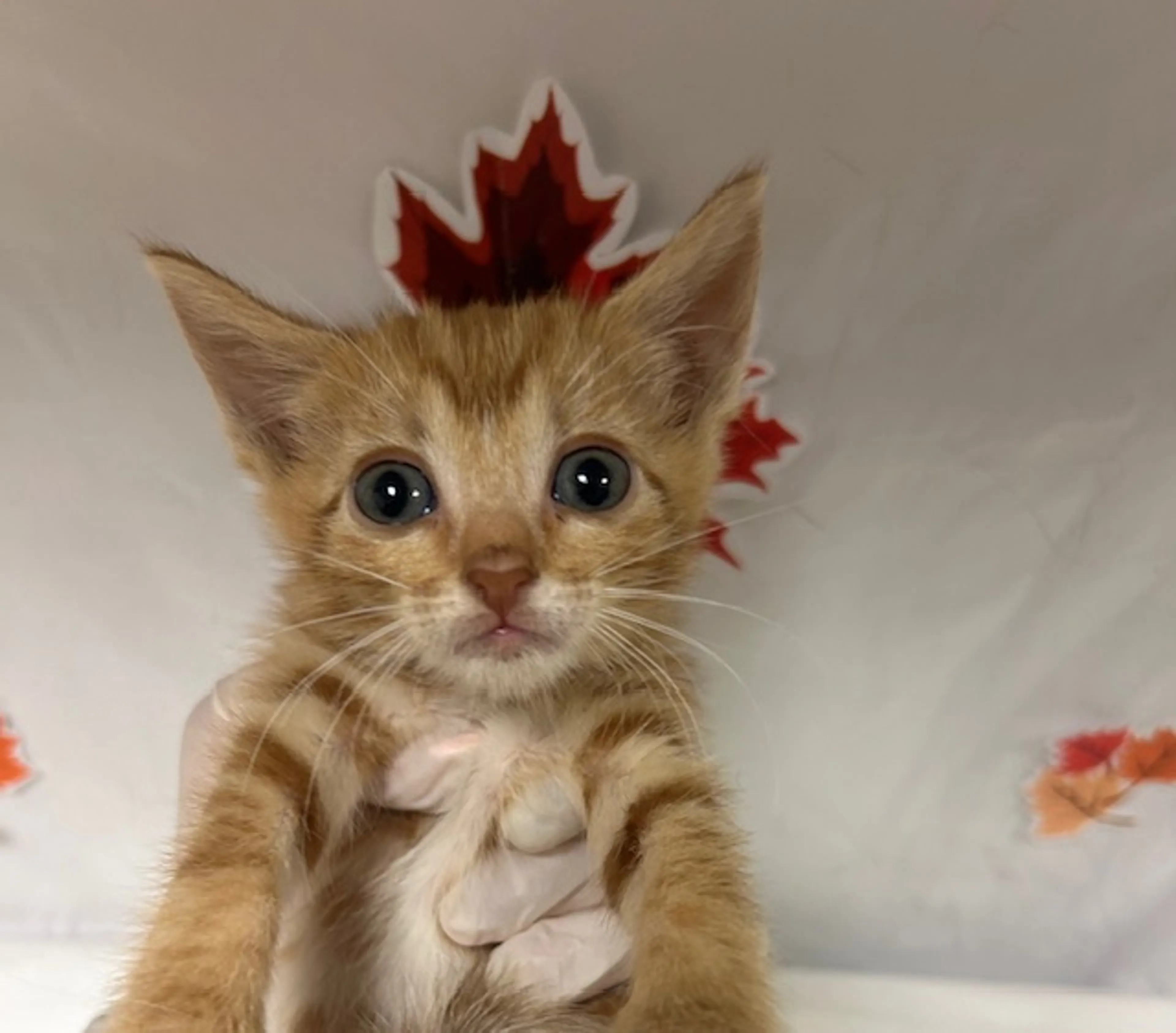 cdn image