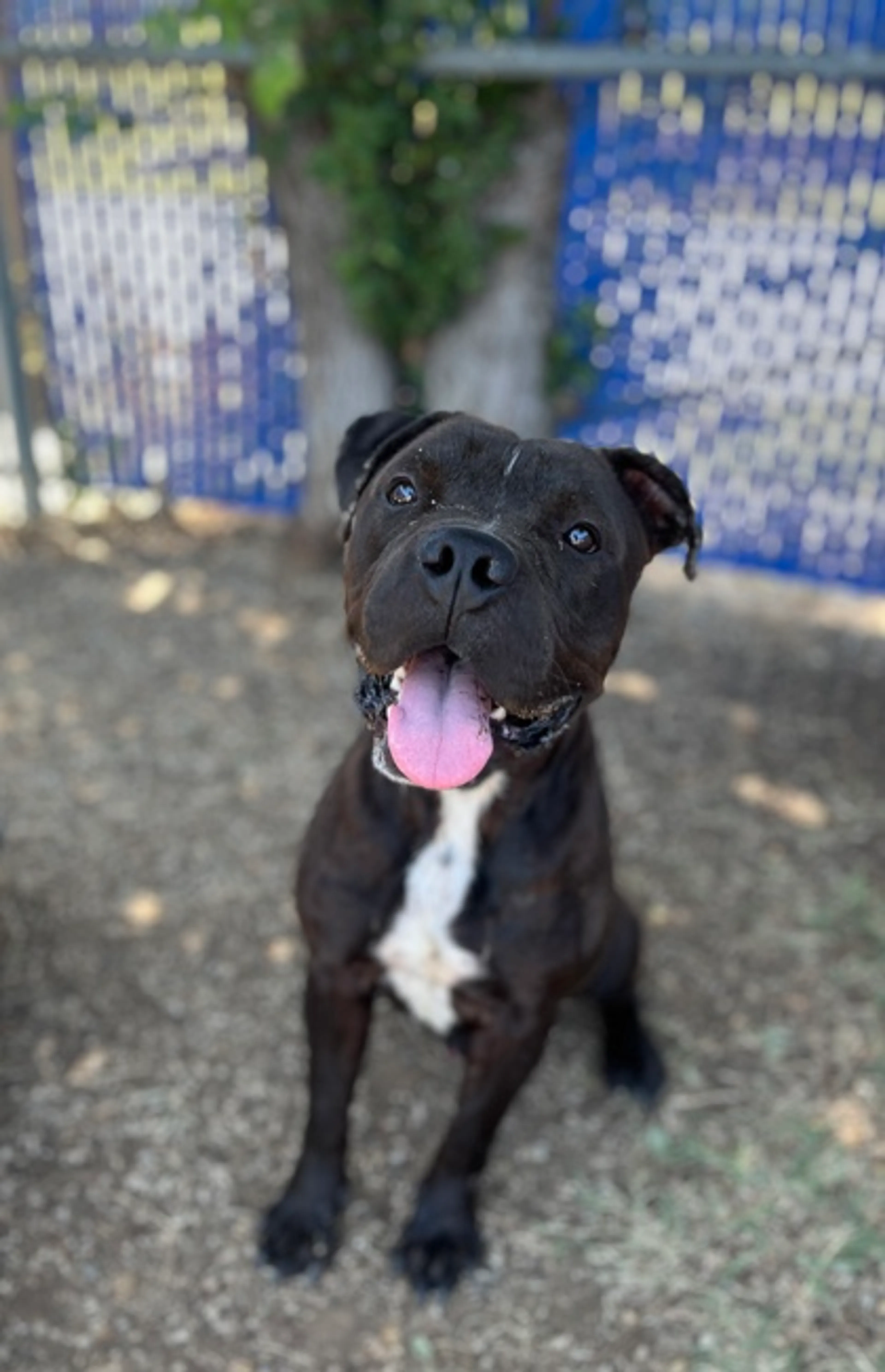 cdn image