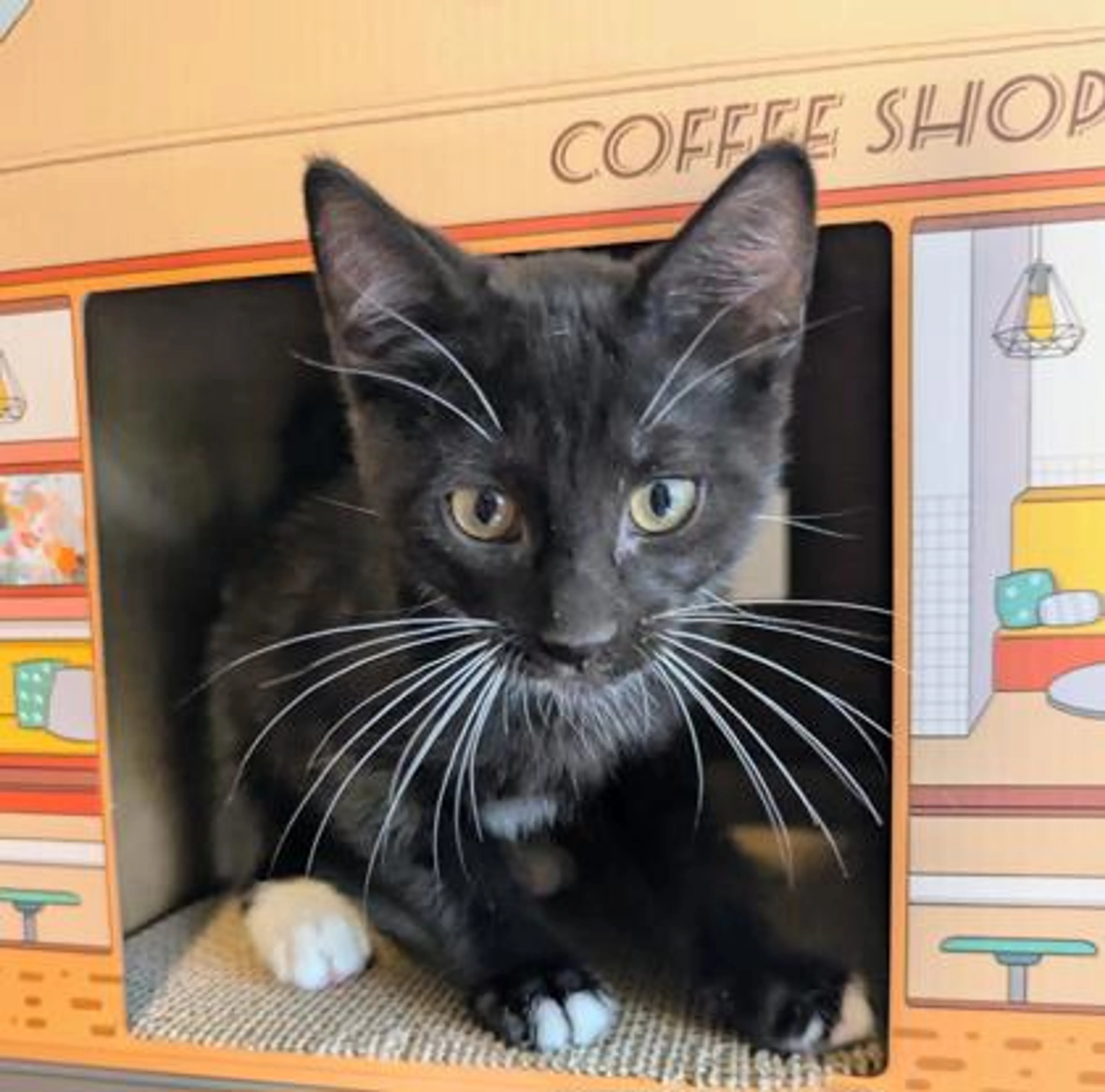 cdn image