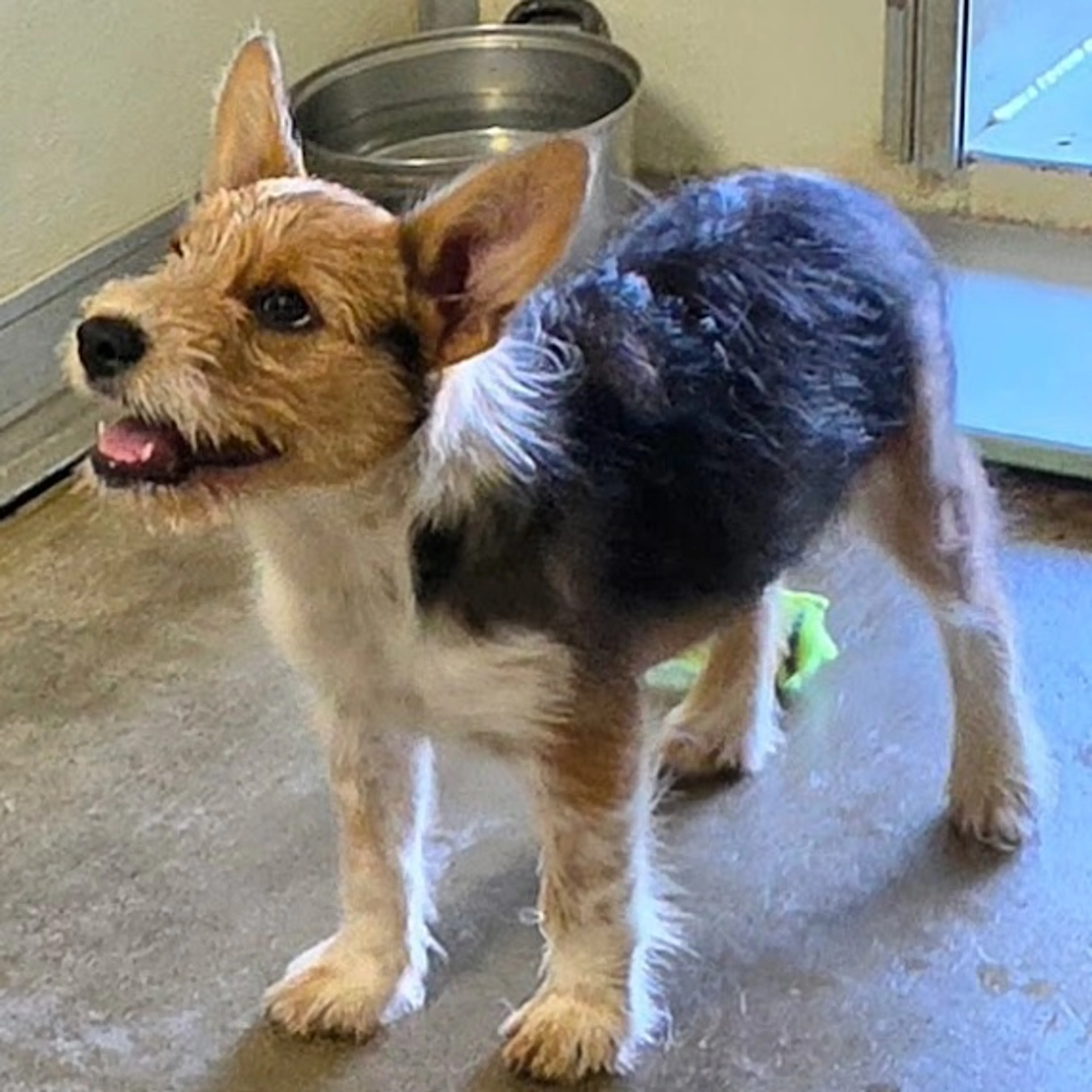 cdn image