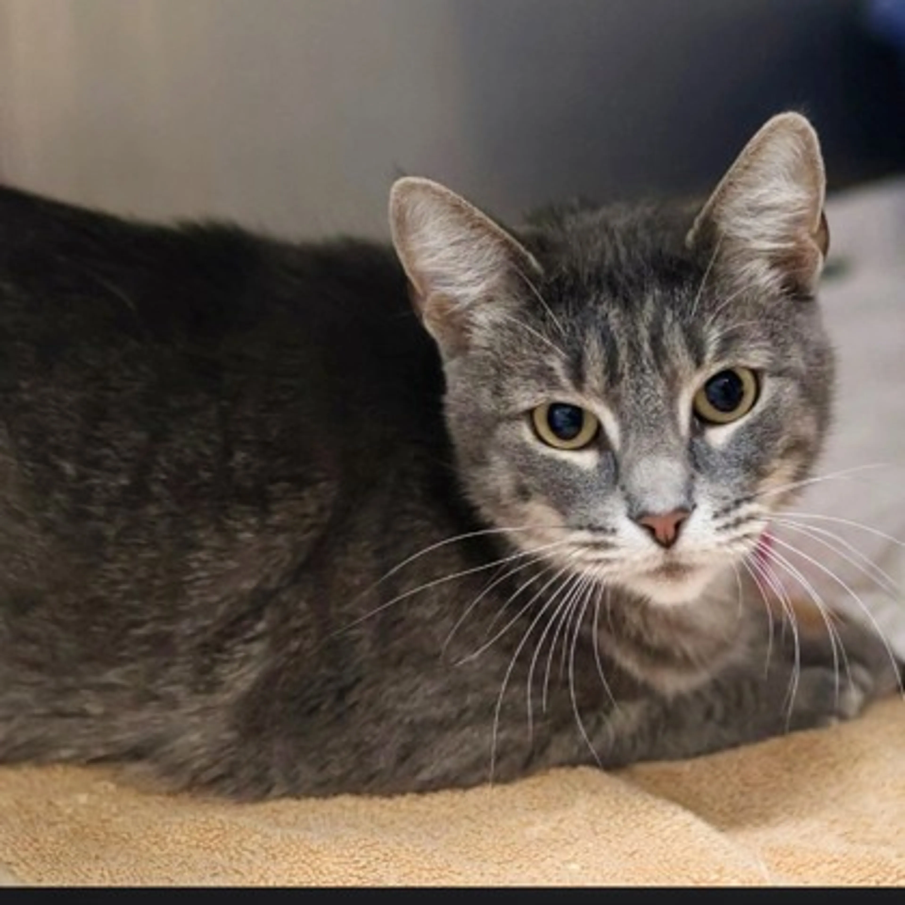 cdn image