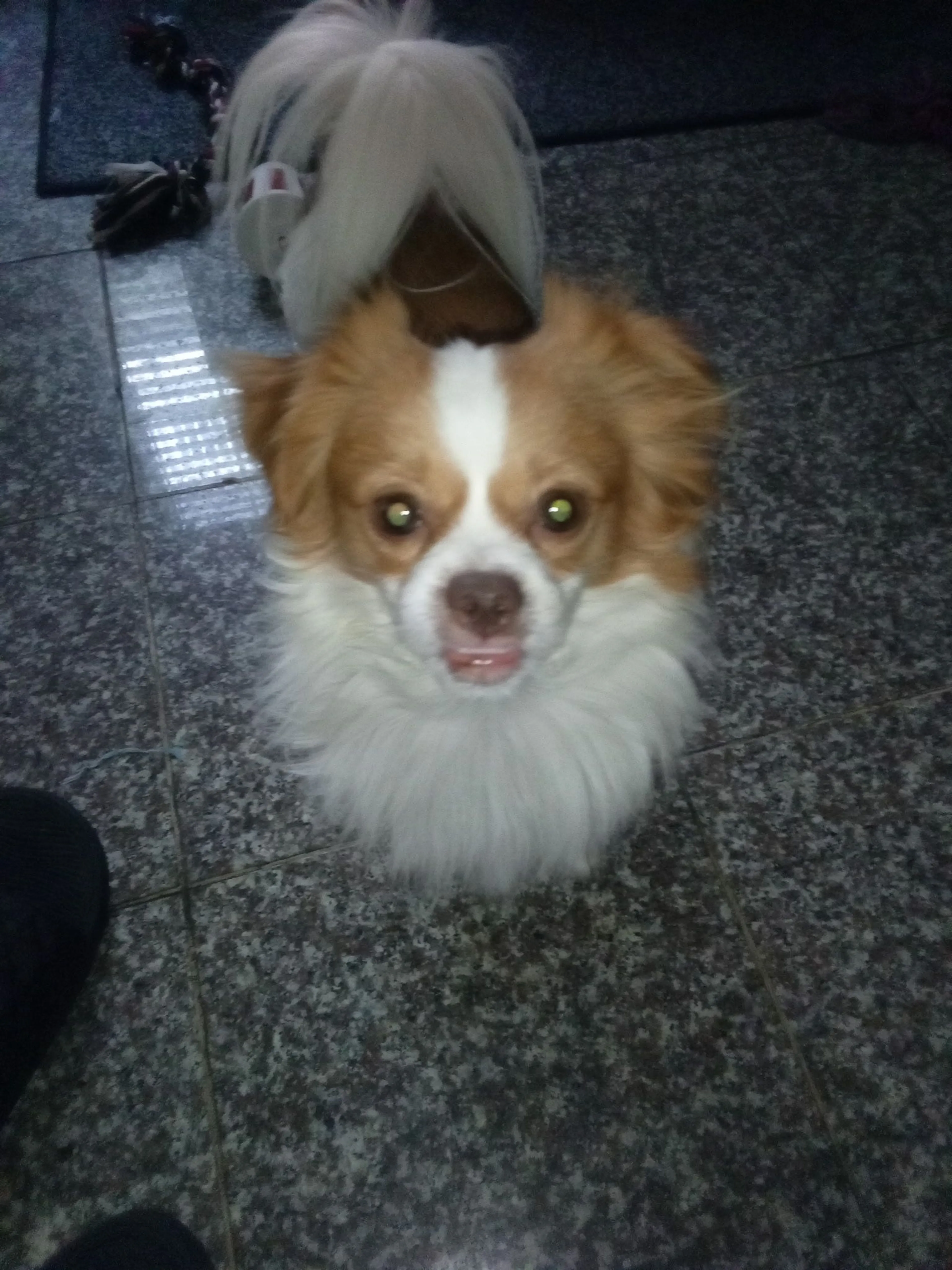 cdn image