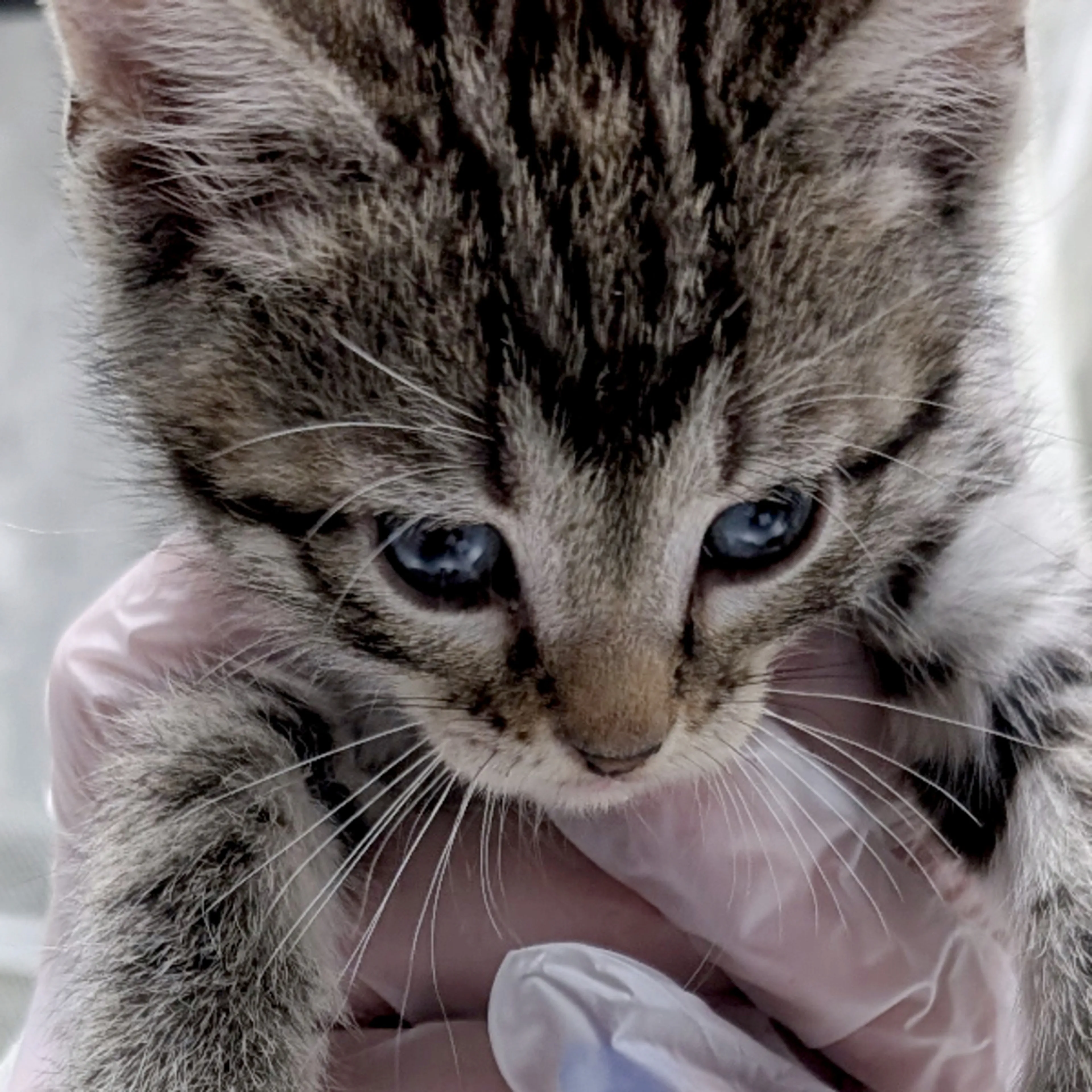cdn image
