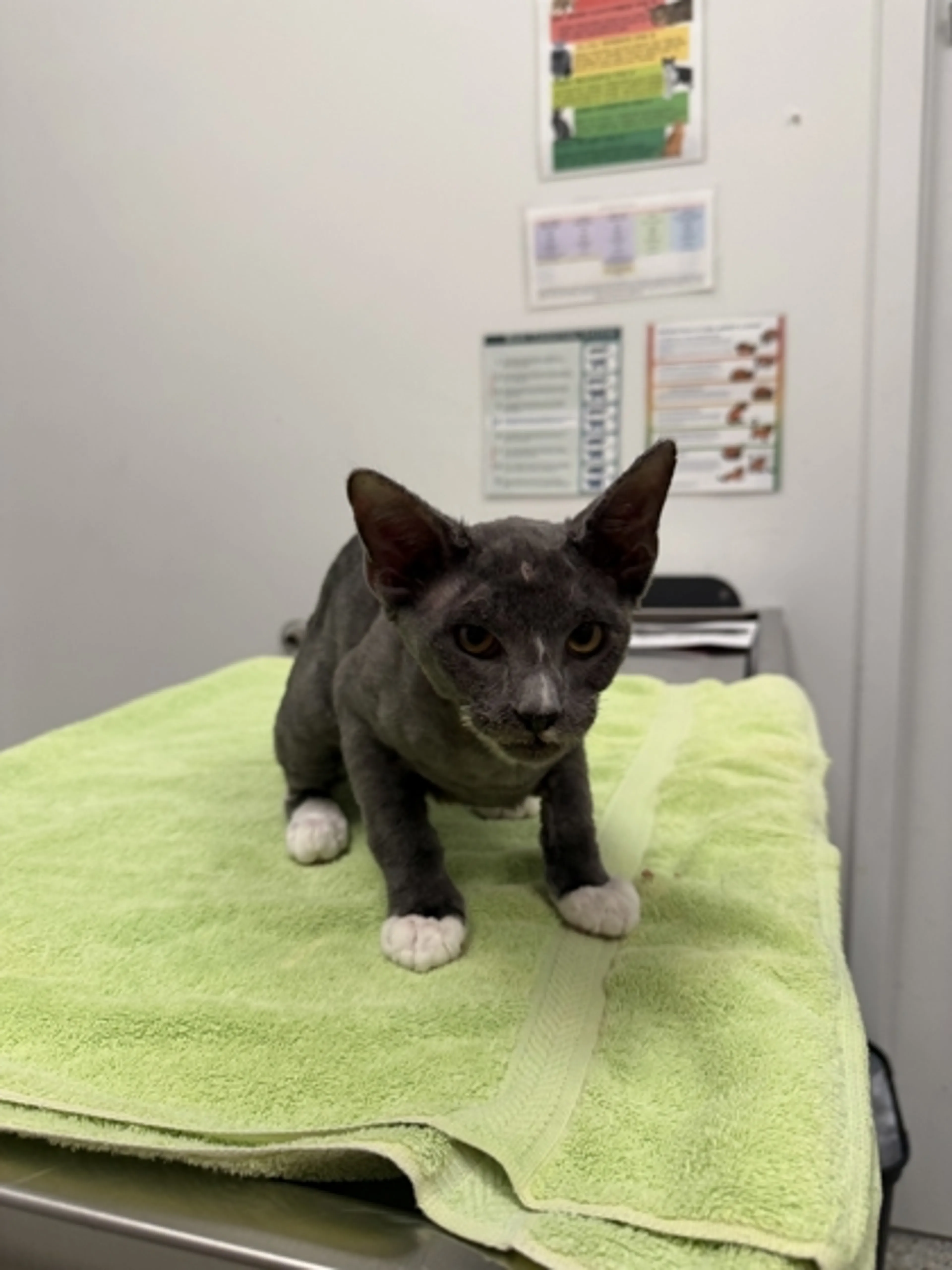 cdn image