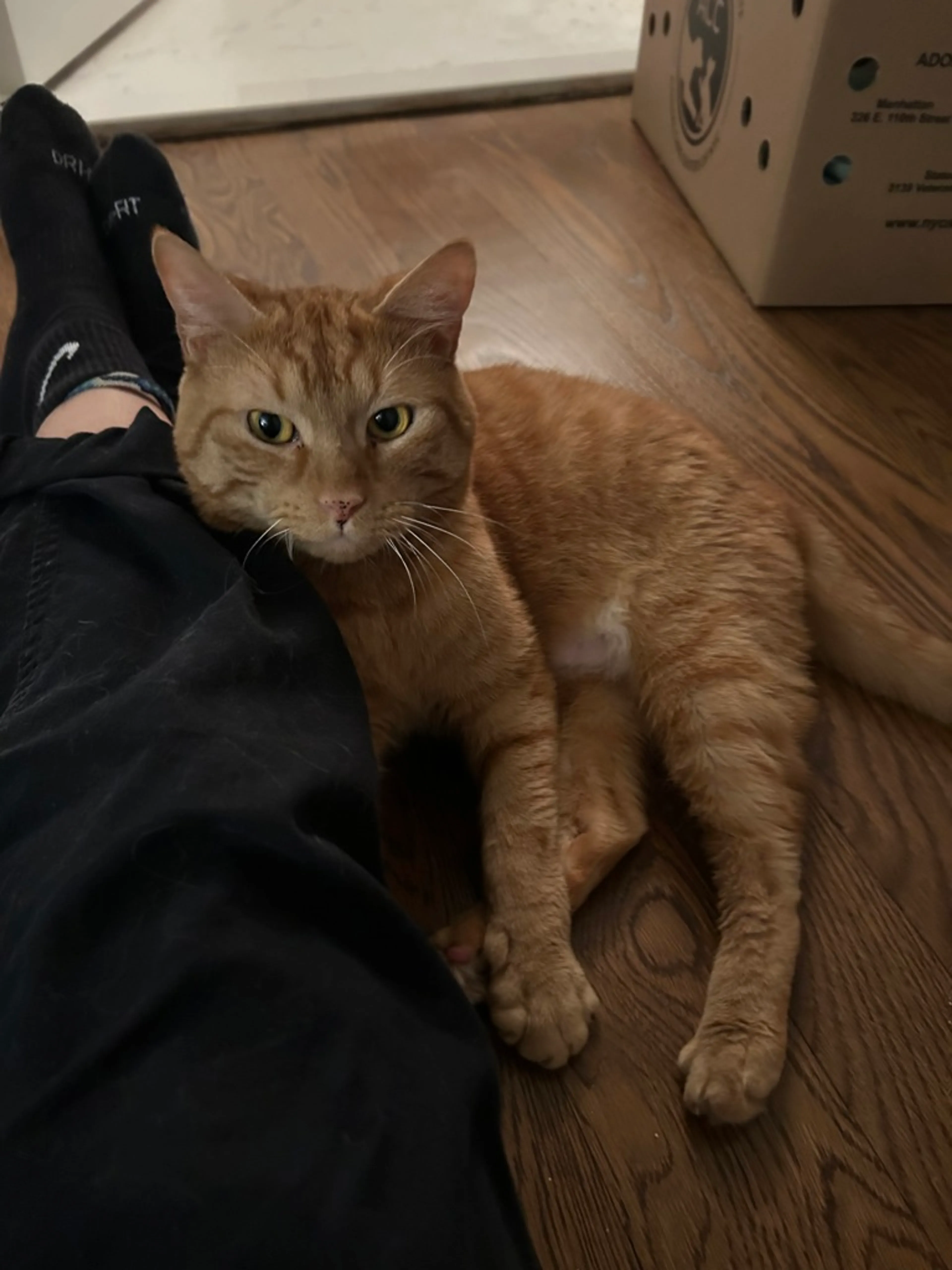 cdn image