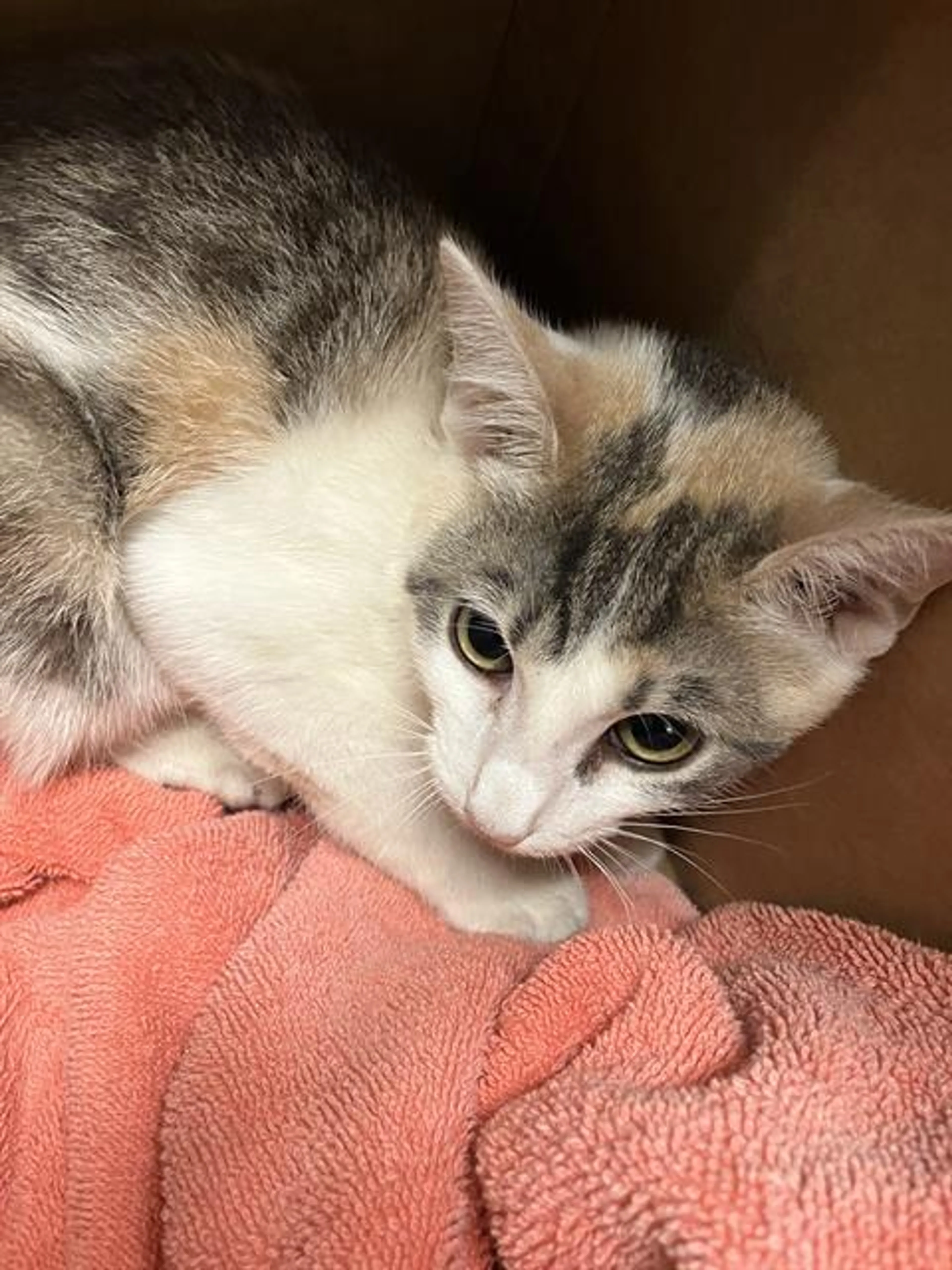 cdn image